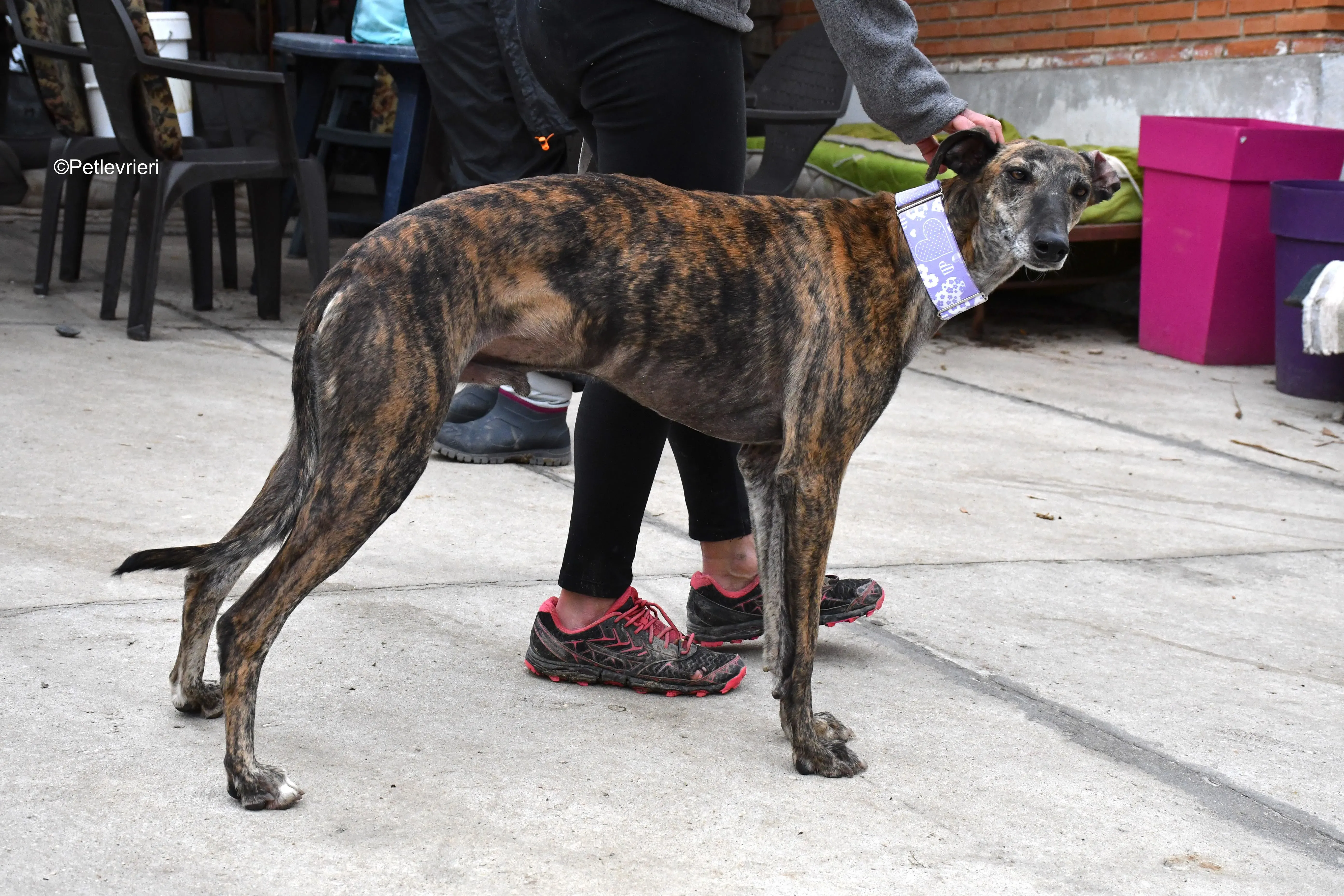 rambo adozione levrieri galgo 19