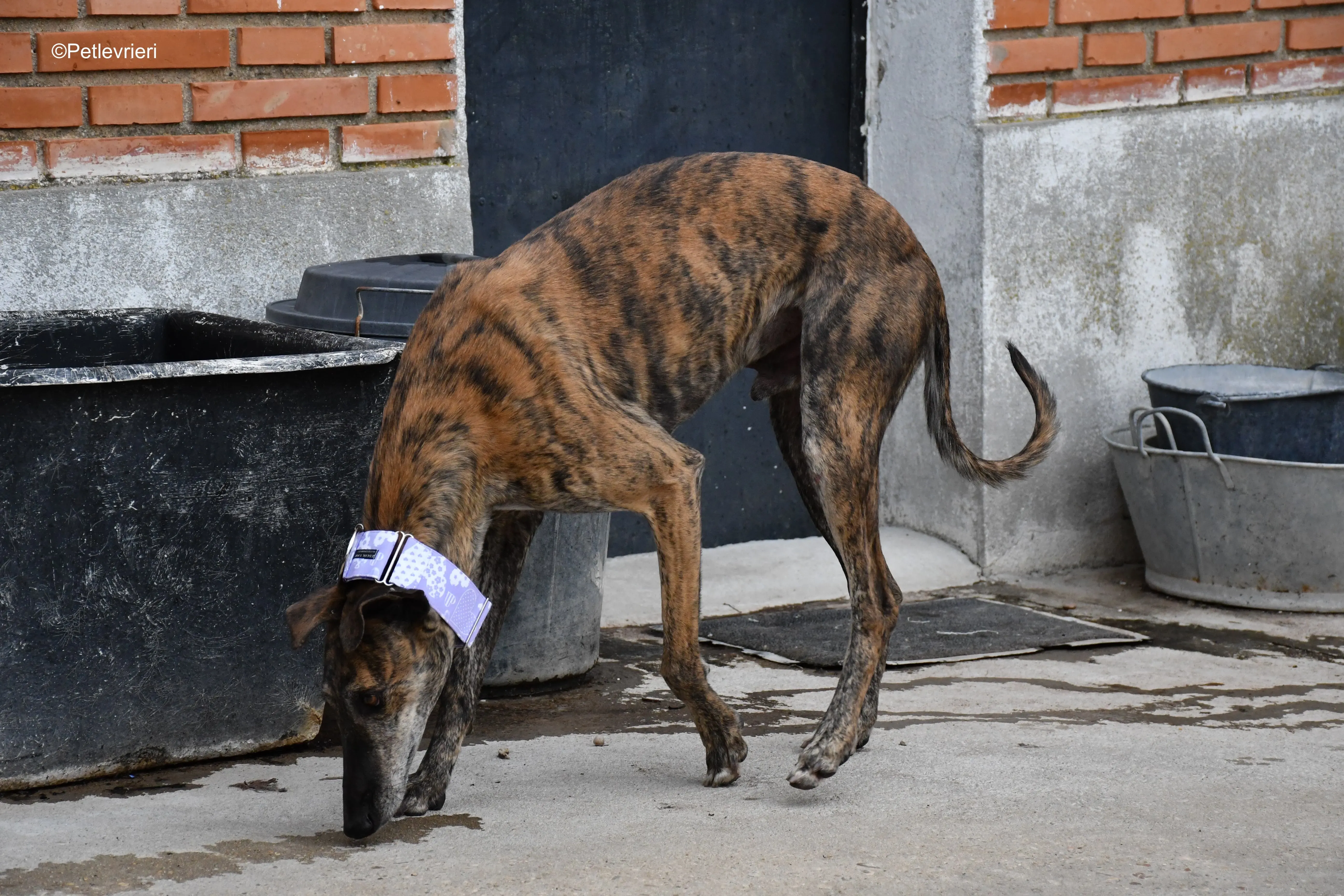 rambo adozione levrieri galgo 2