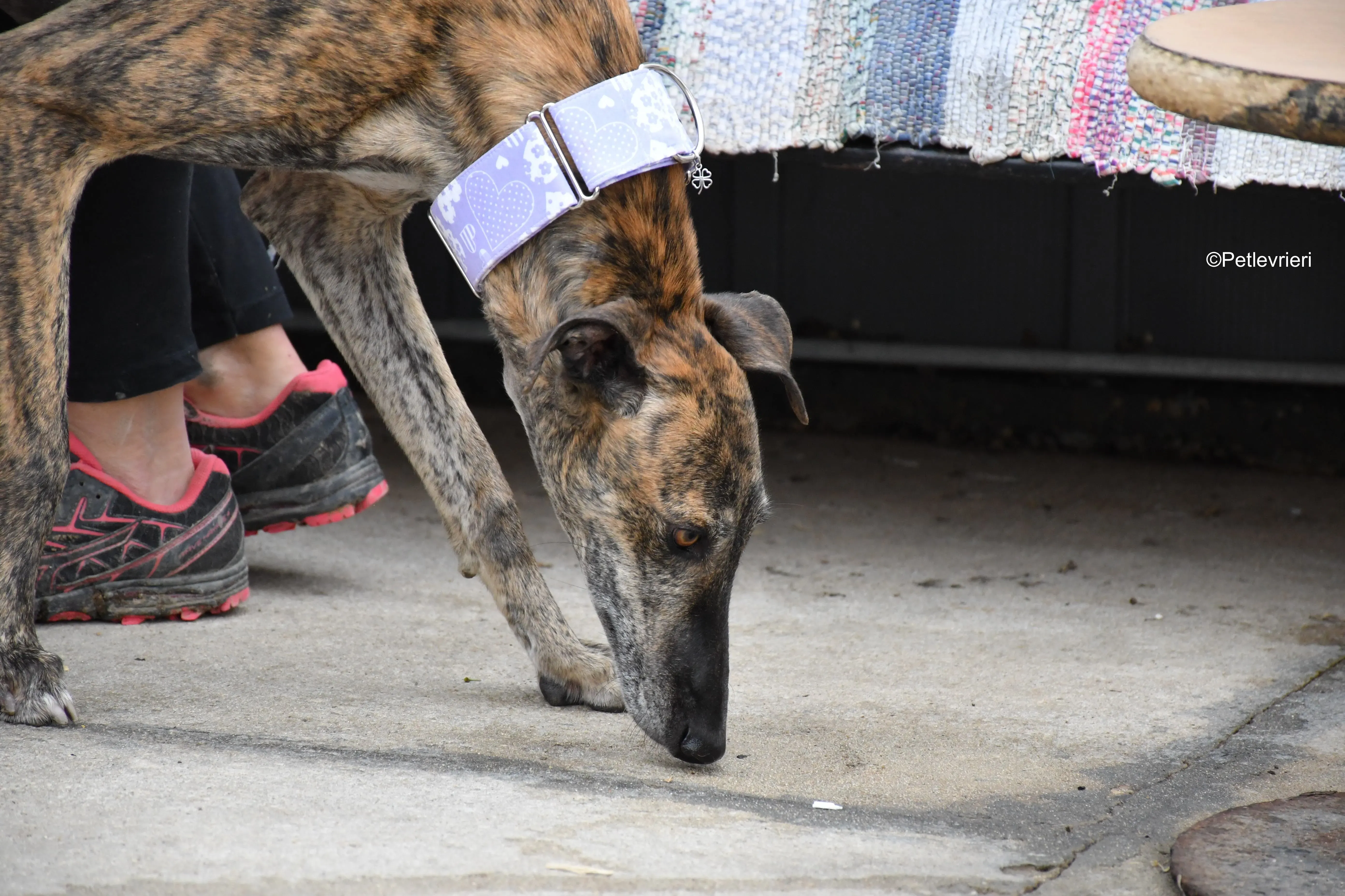 rambo adozione levrieri galgo 20