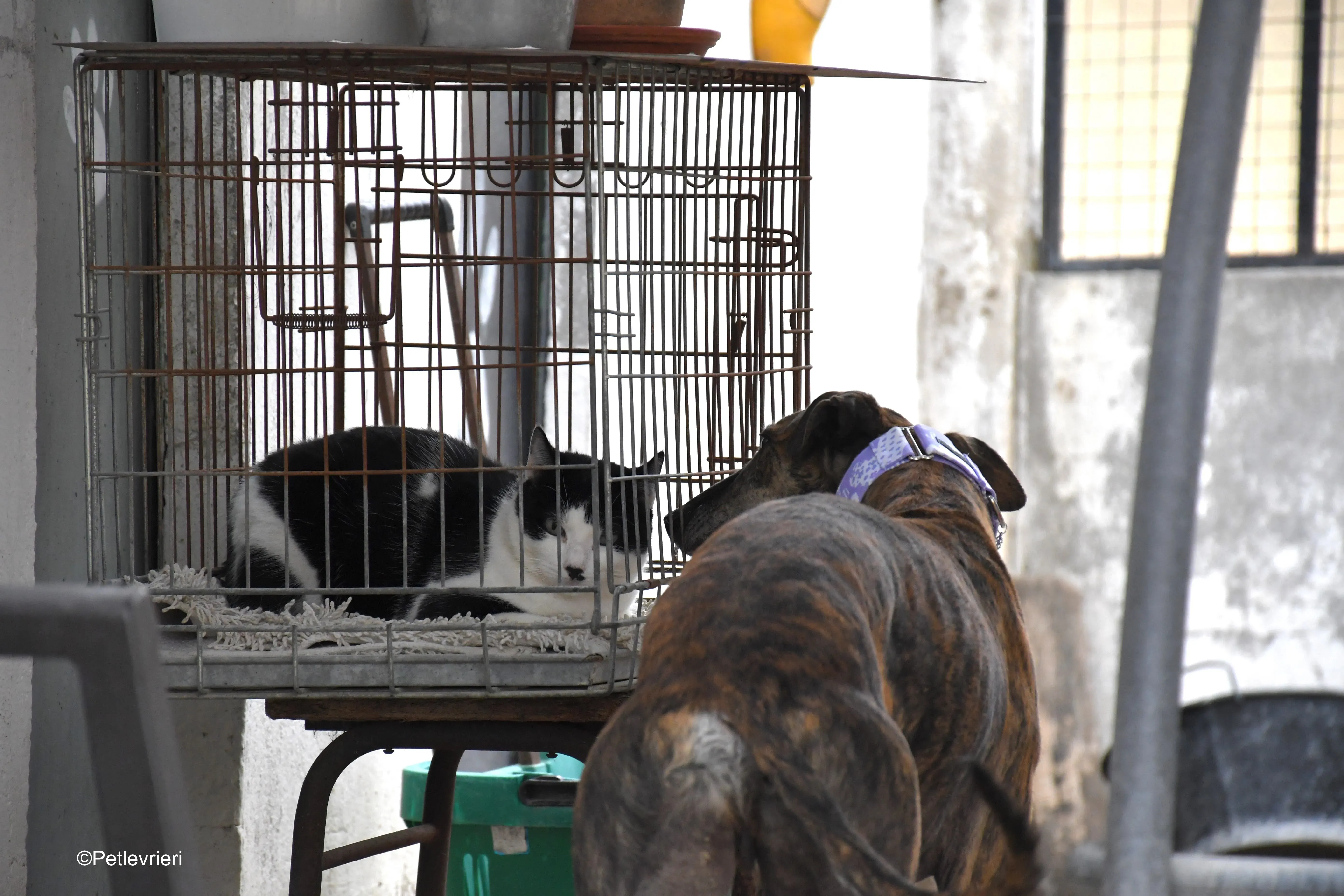 rambo adozione levrieri galgo 21