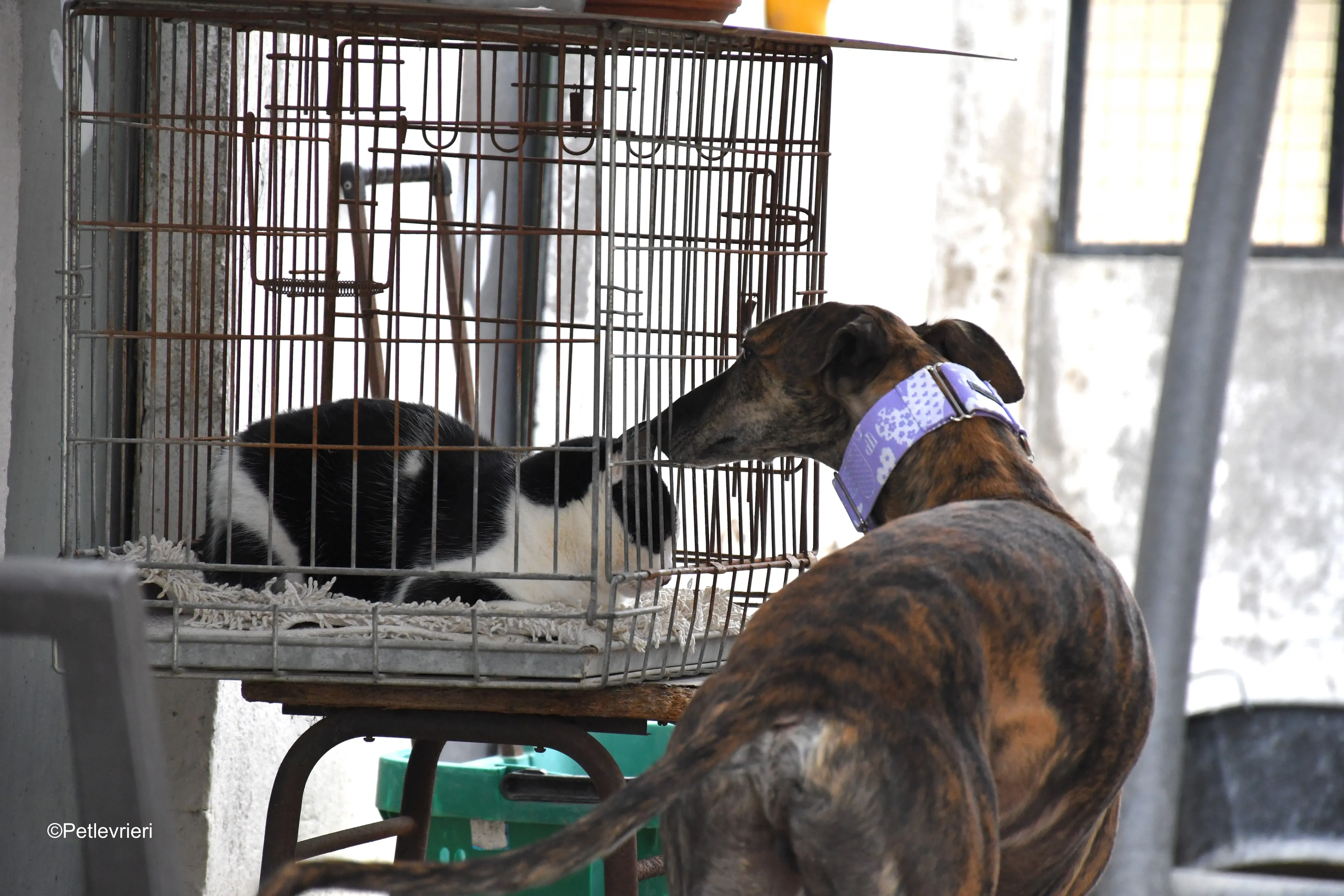 rambo adozione levrieri galgo 22