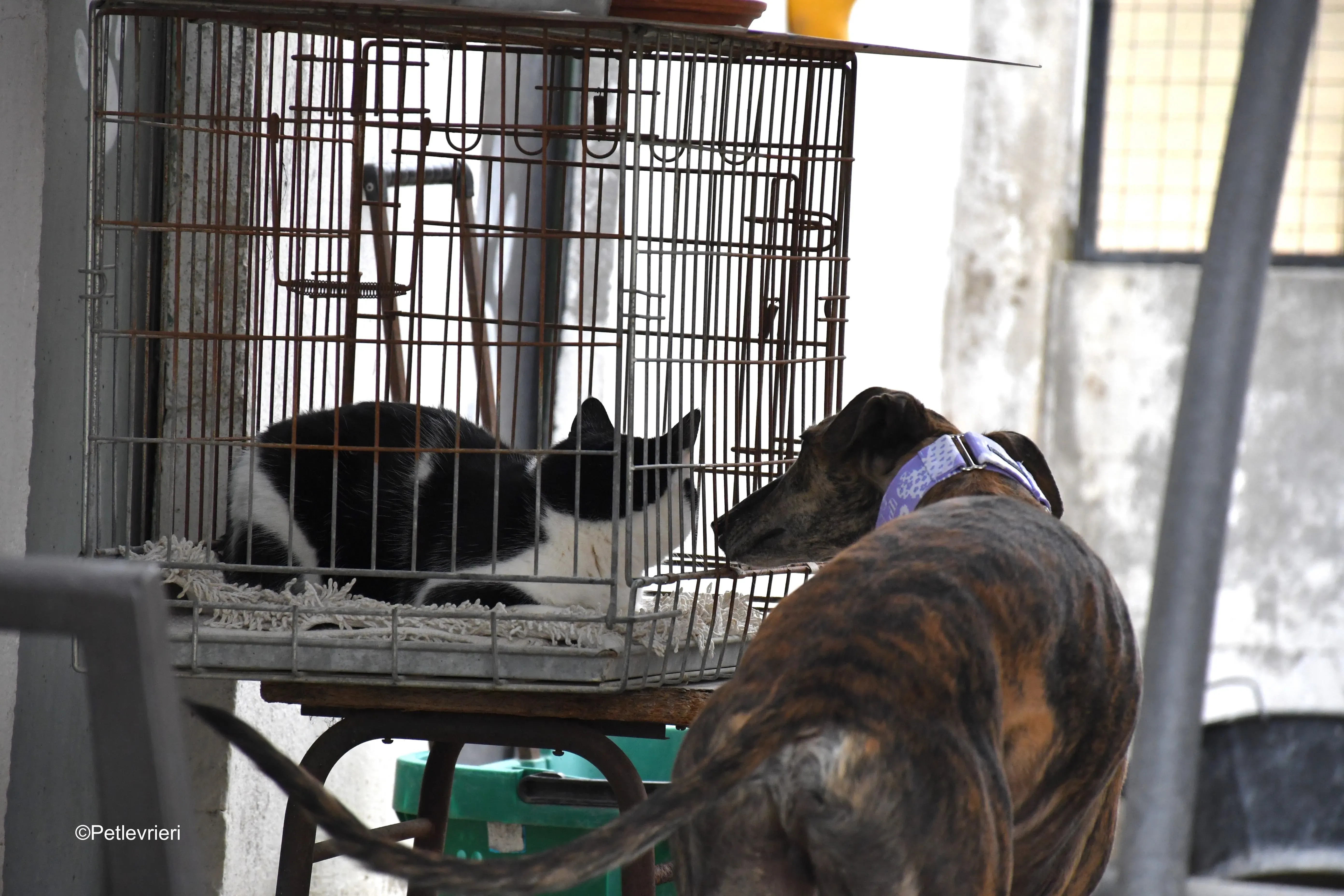 rambo adozione levrieri galgo 23