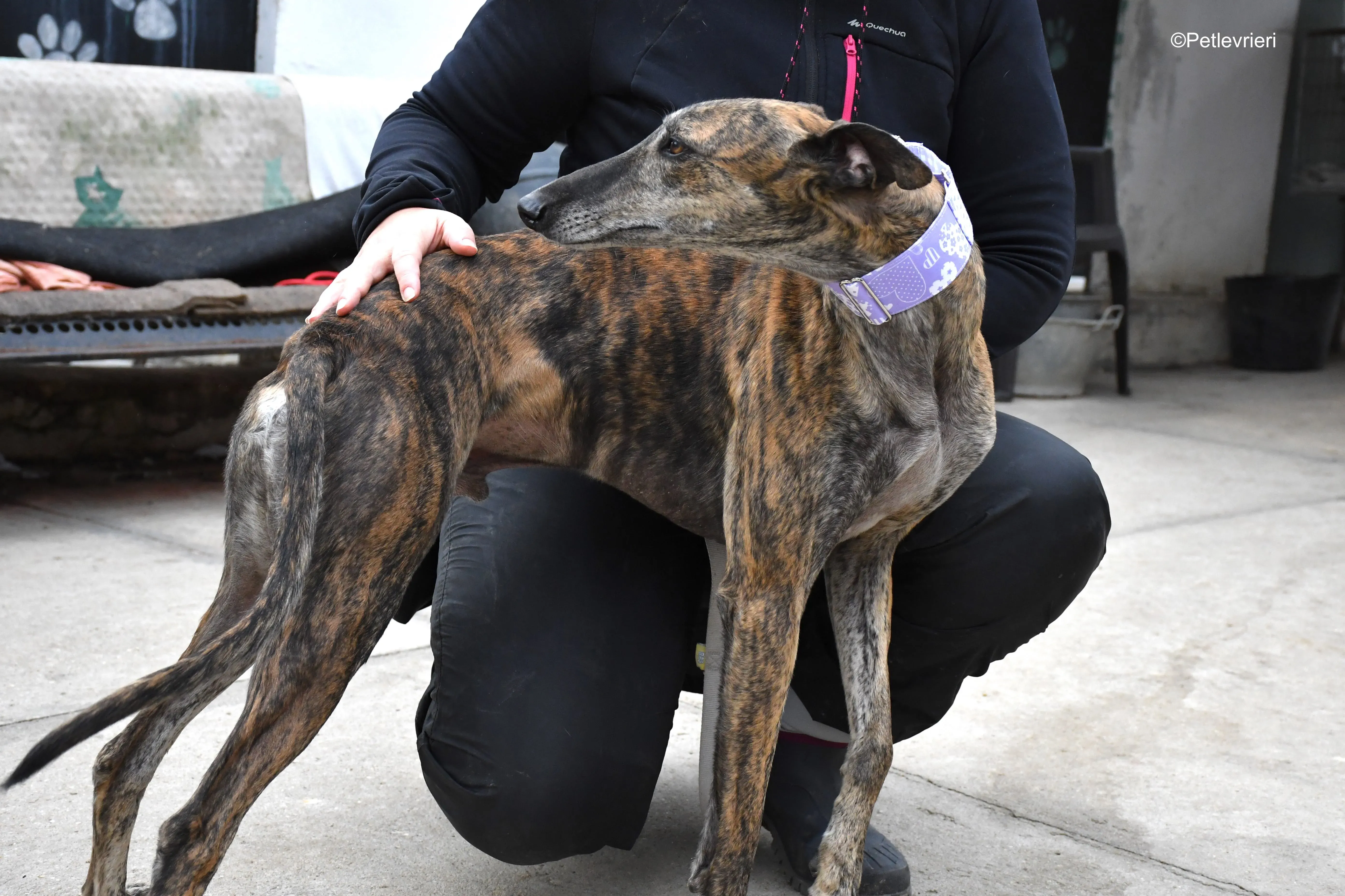 rambo adozione levrieri galgo 3