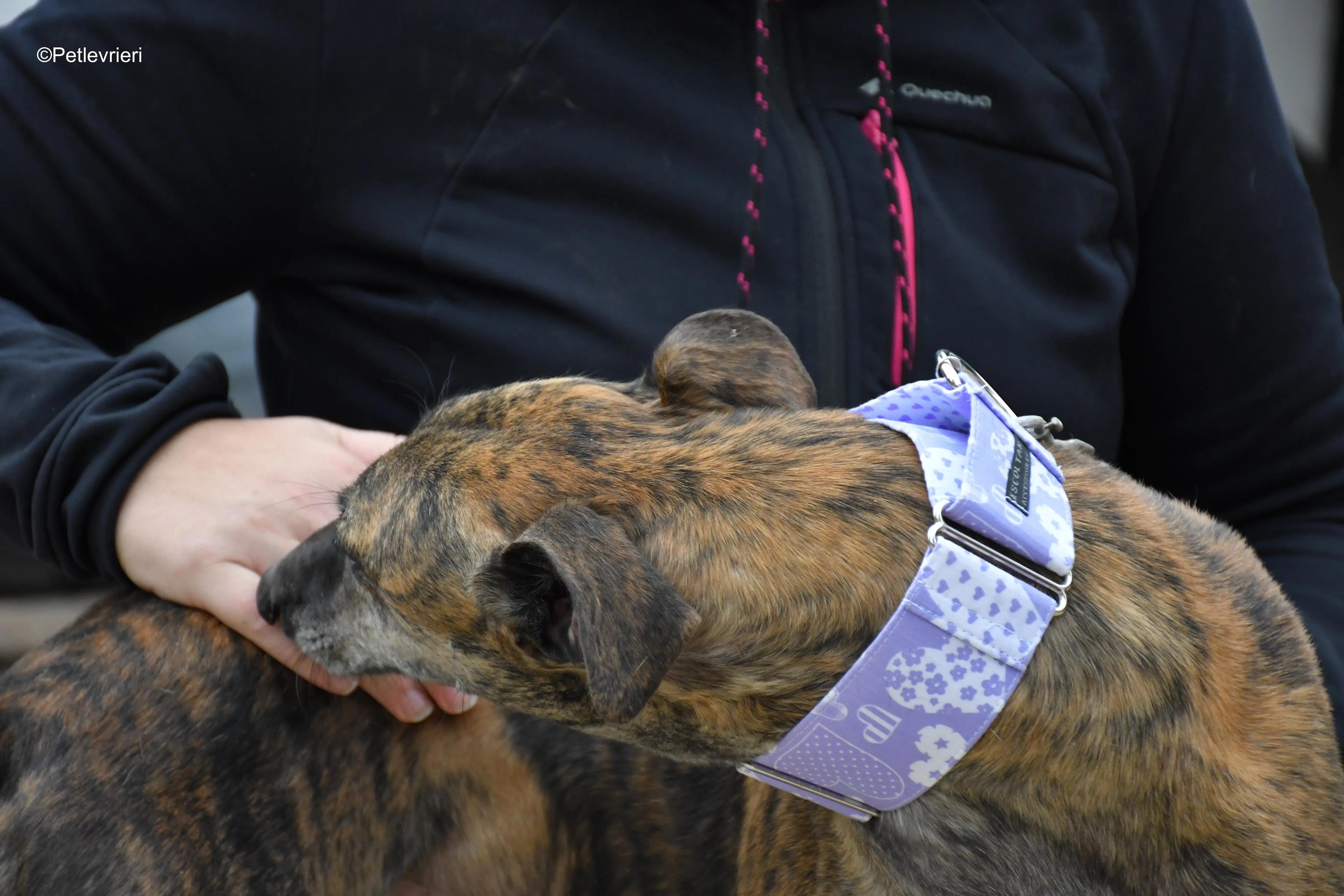 rambo adozione levrieri galgo 4