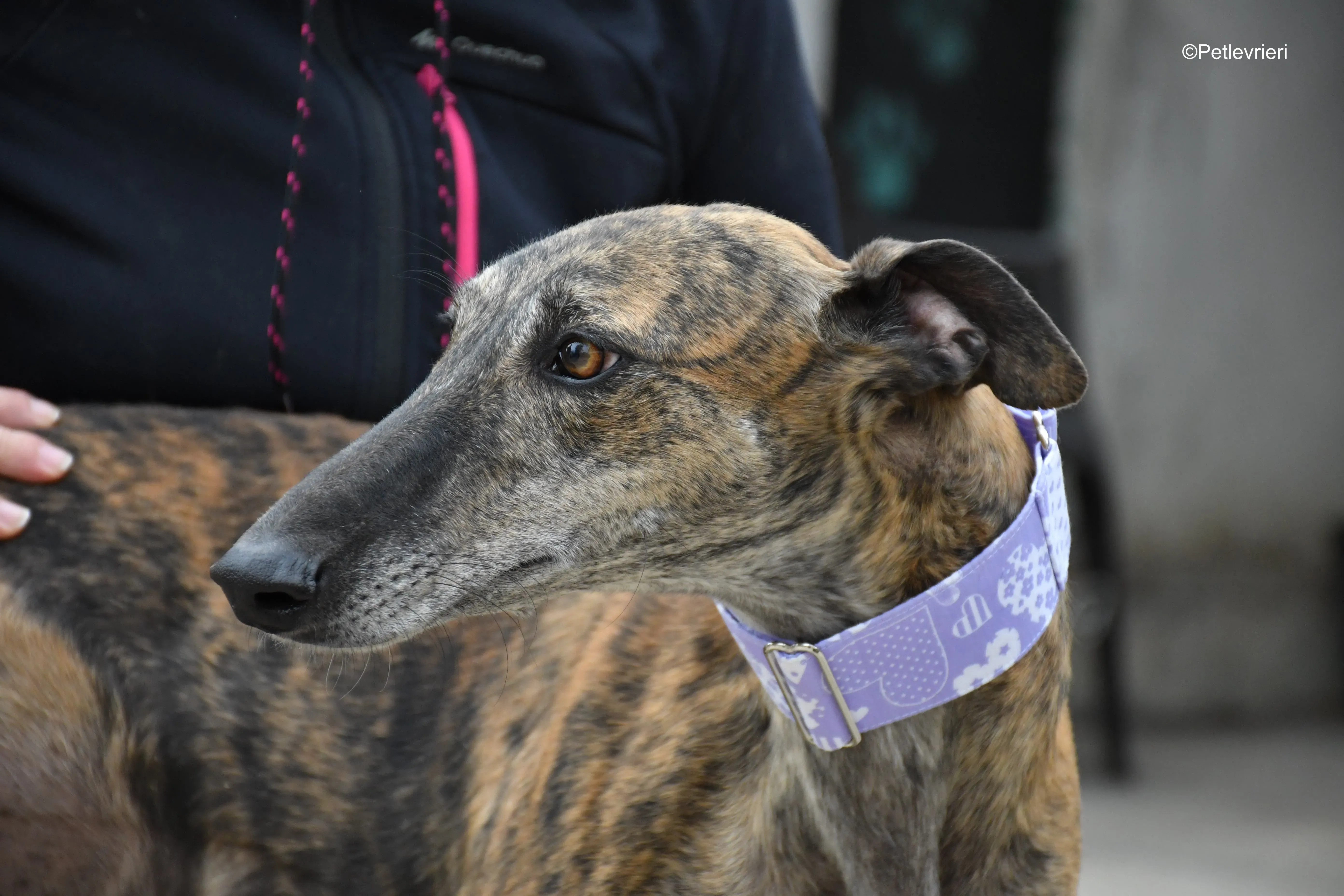 rambo adozione levrieri galgo 5