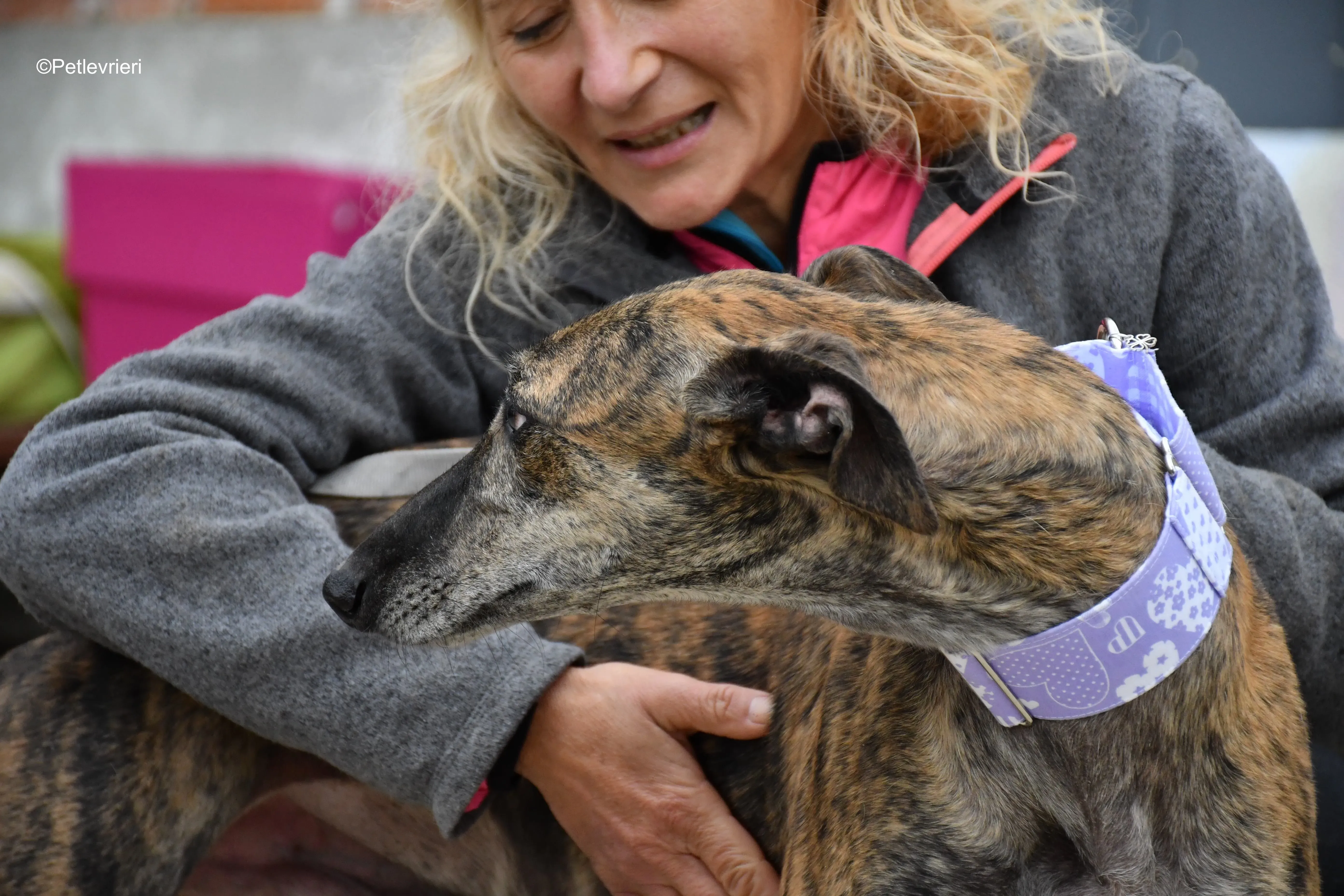 rambo adozione levrieri galgo 6