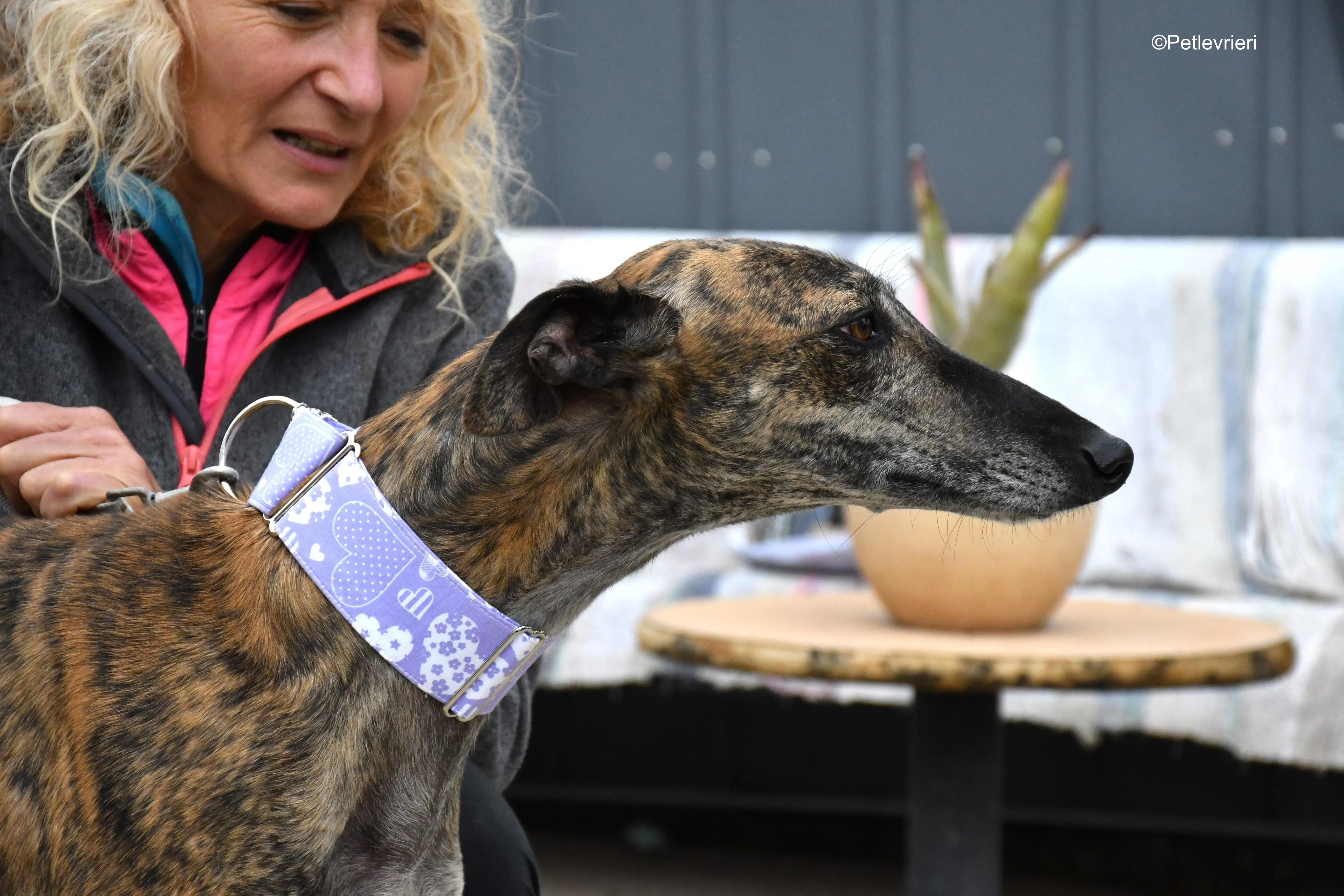 rambo adozione levrieri galgo 7