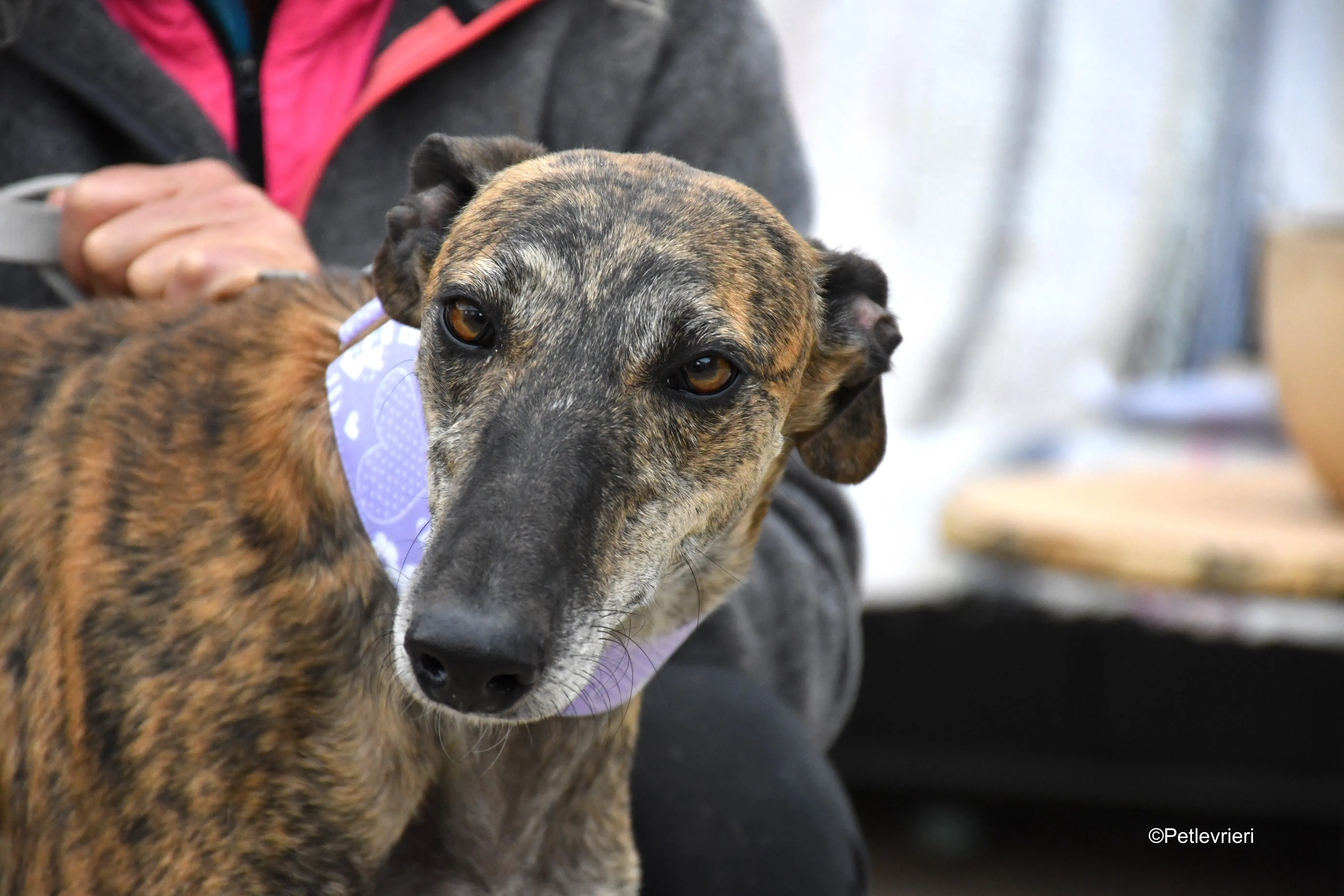 rambo adozione levrieri galgo 8