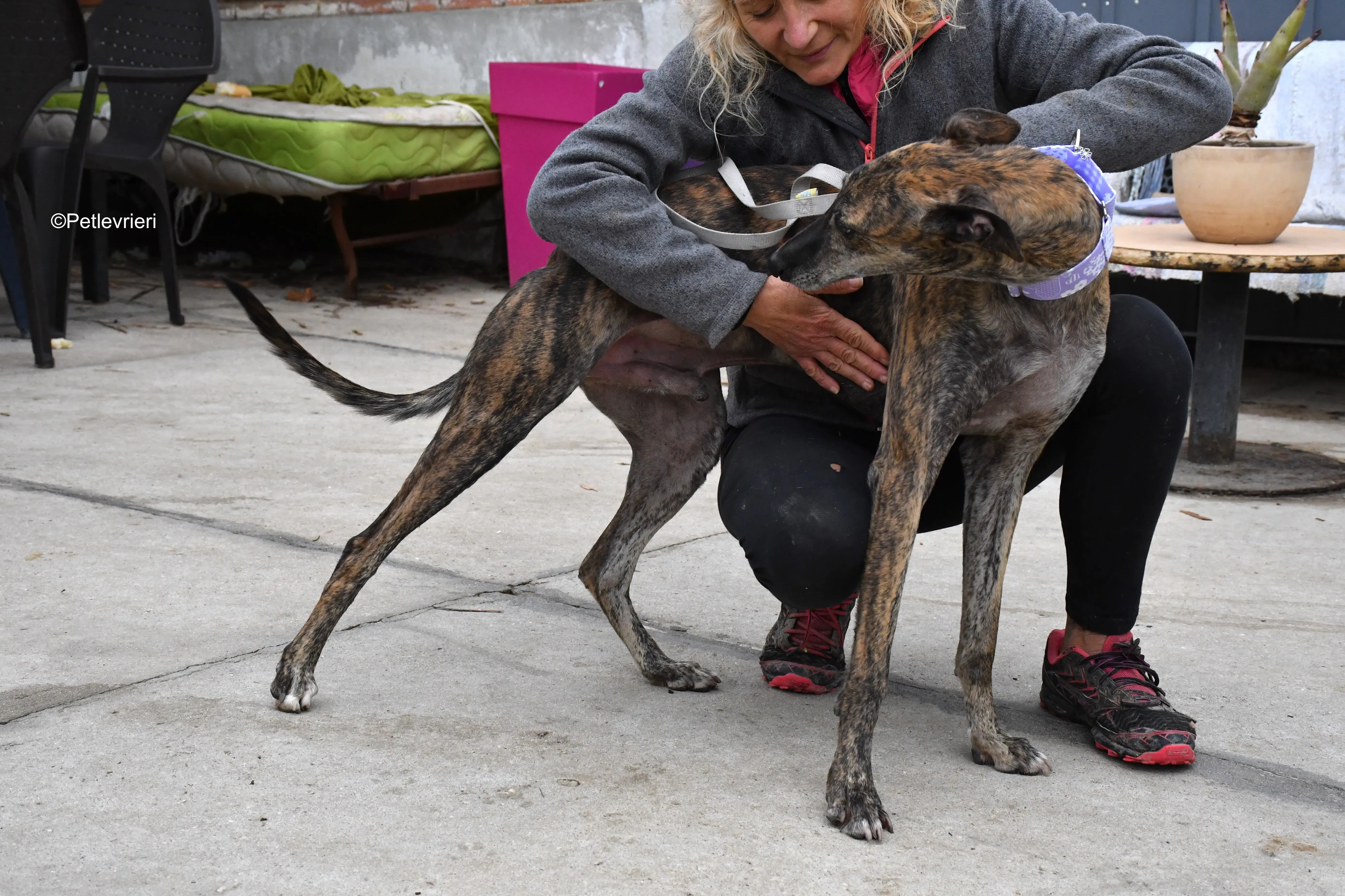 rambo adozione levrieri galgo 9