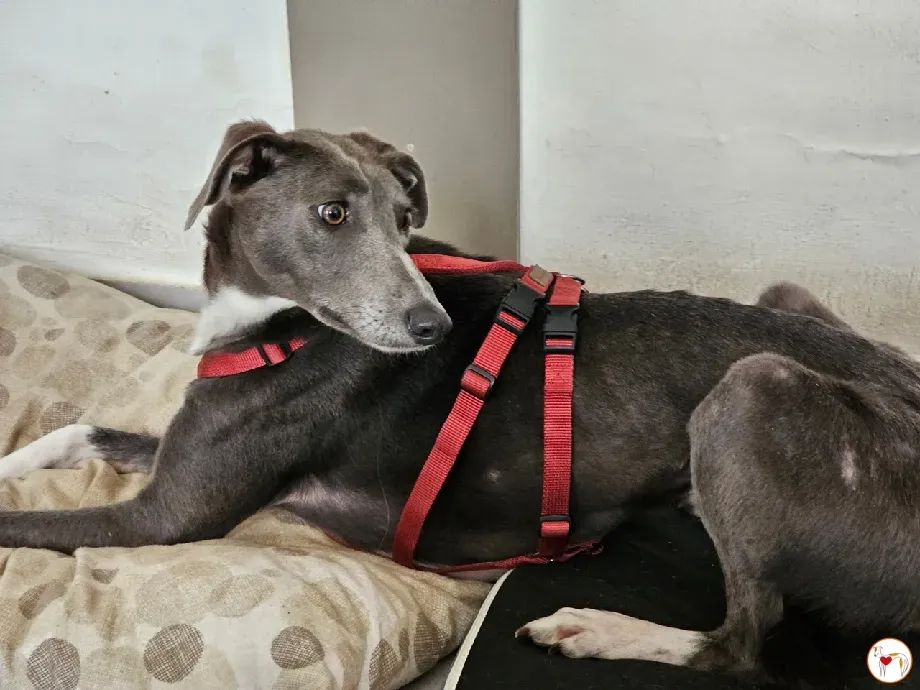 ramson grey foster 1