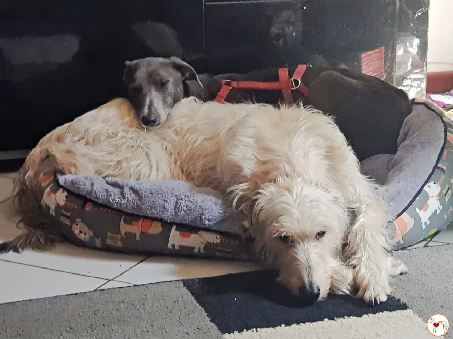 ramson grey foster 10