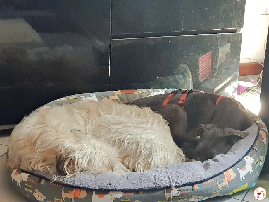 ramson grey foster 11