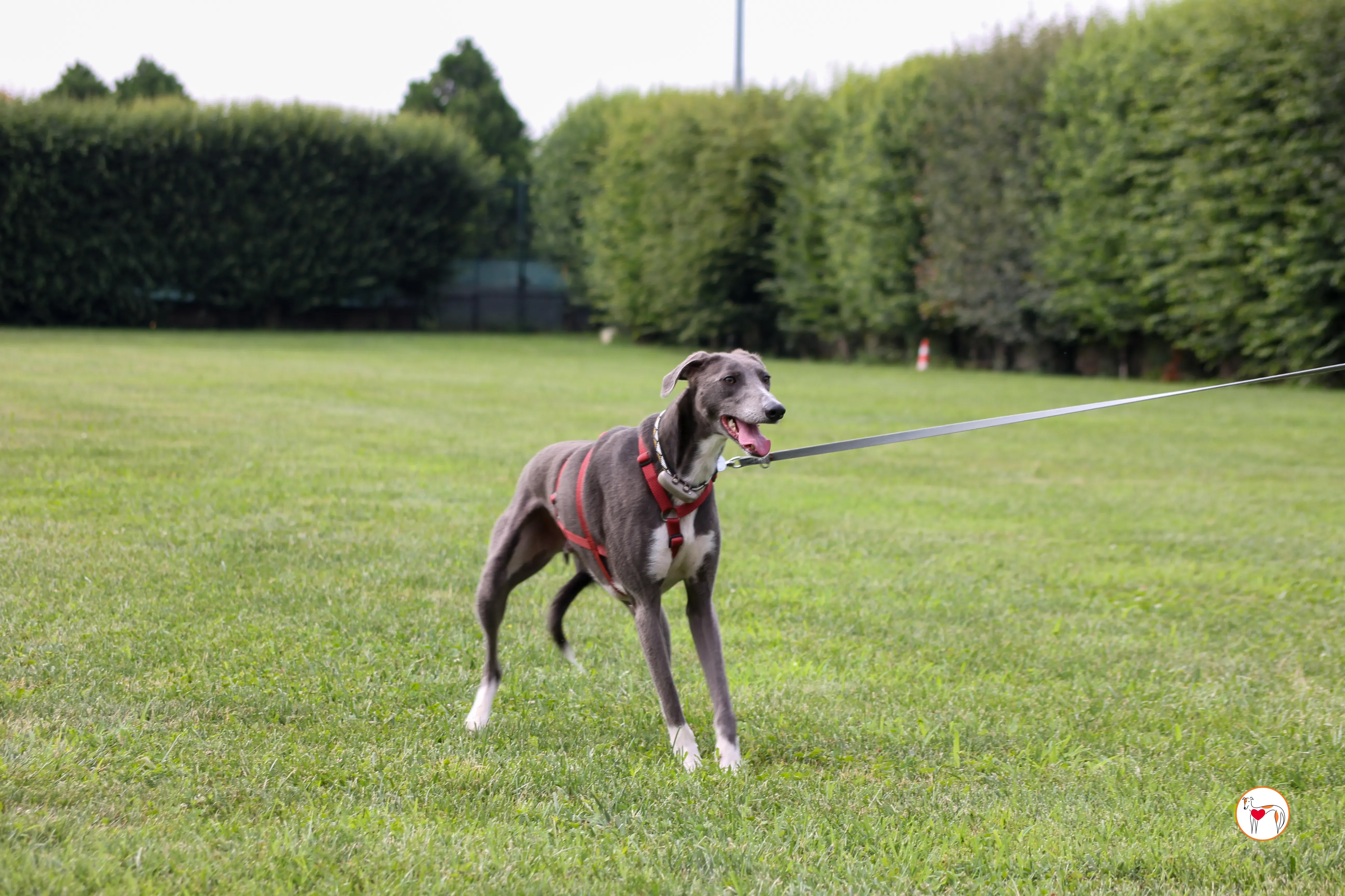 ramson grey foster 12