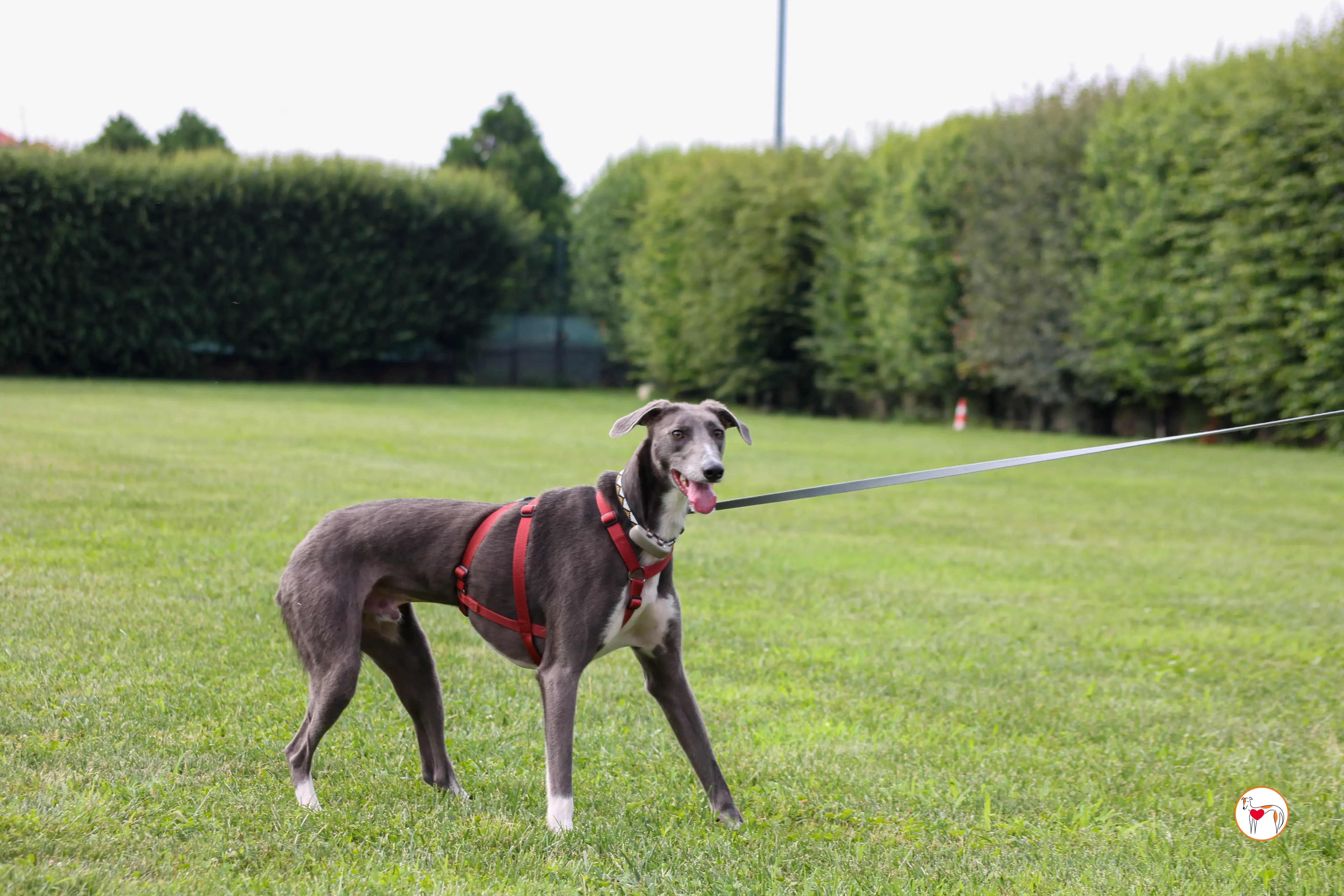 ramson grey foster 13