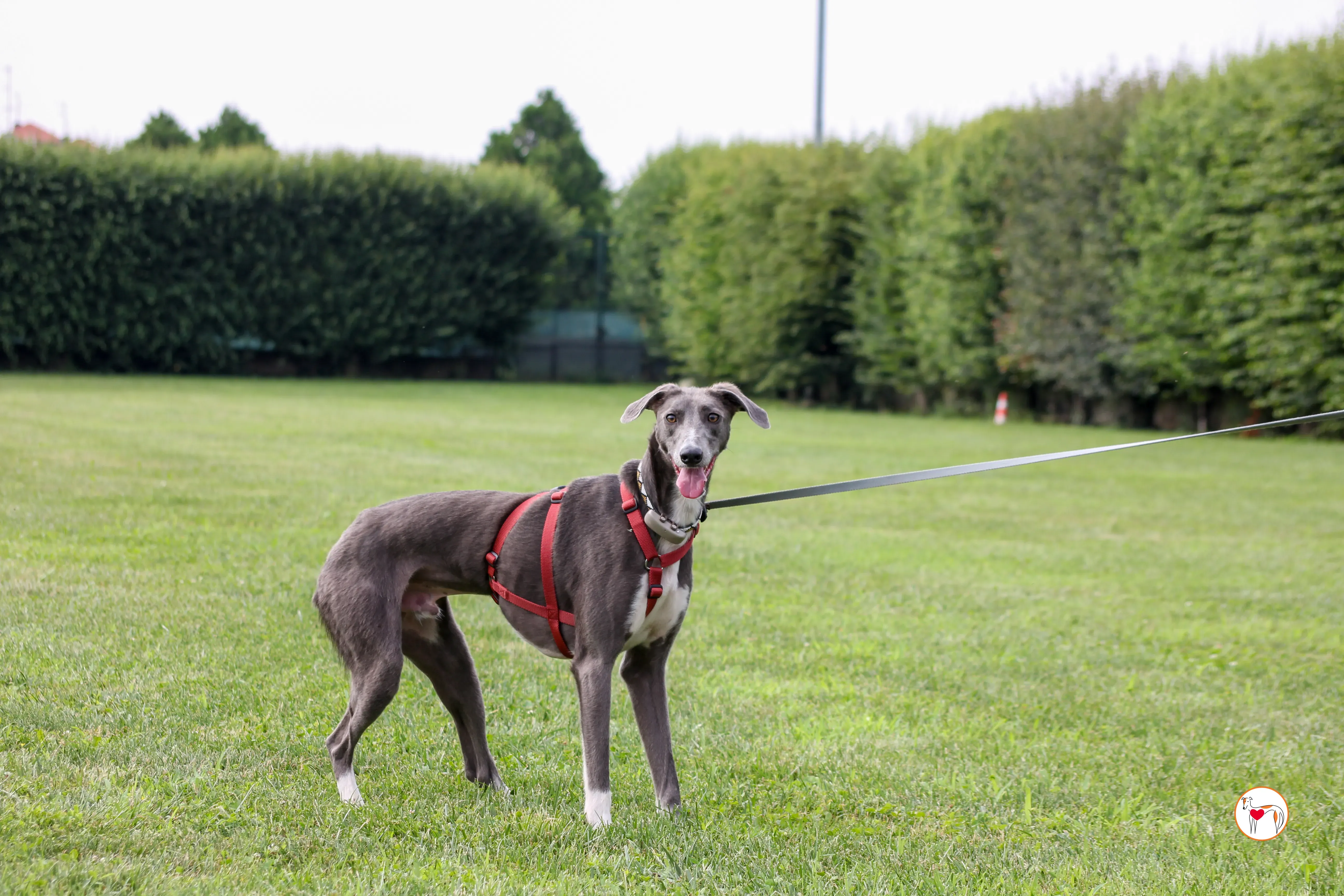 ramson grey foster 14