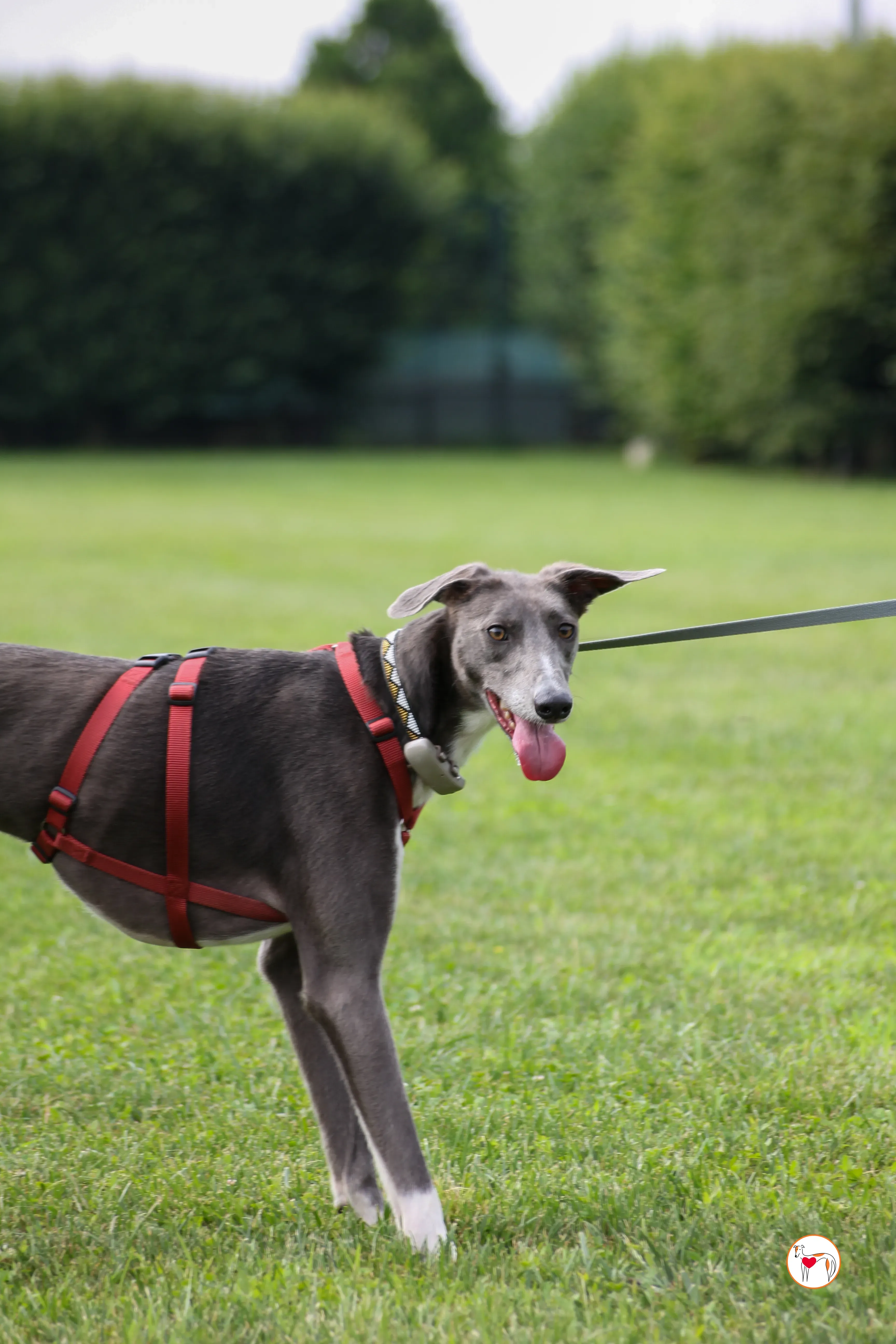 ramson grey foster 15