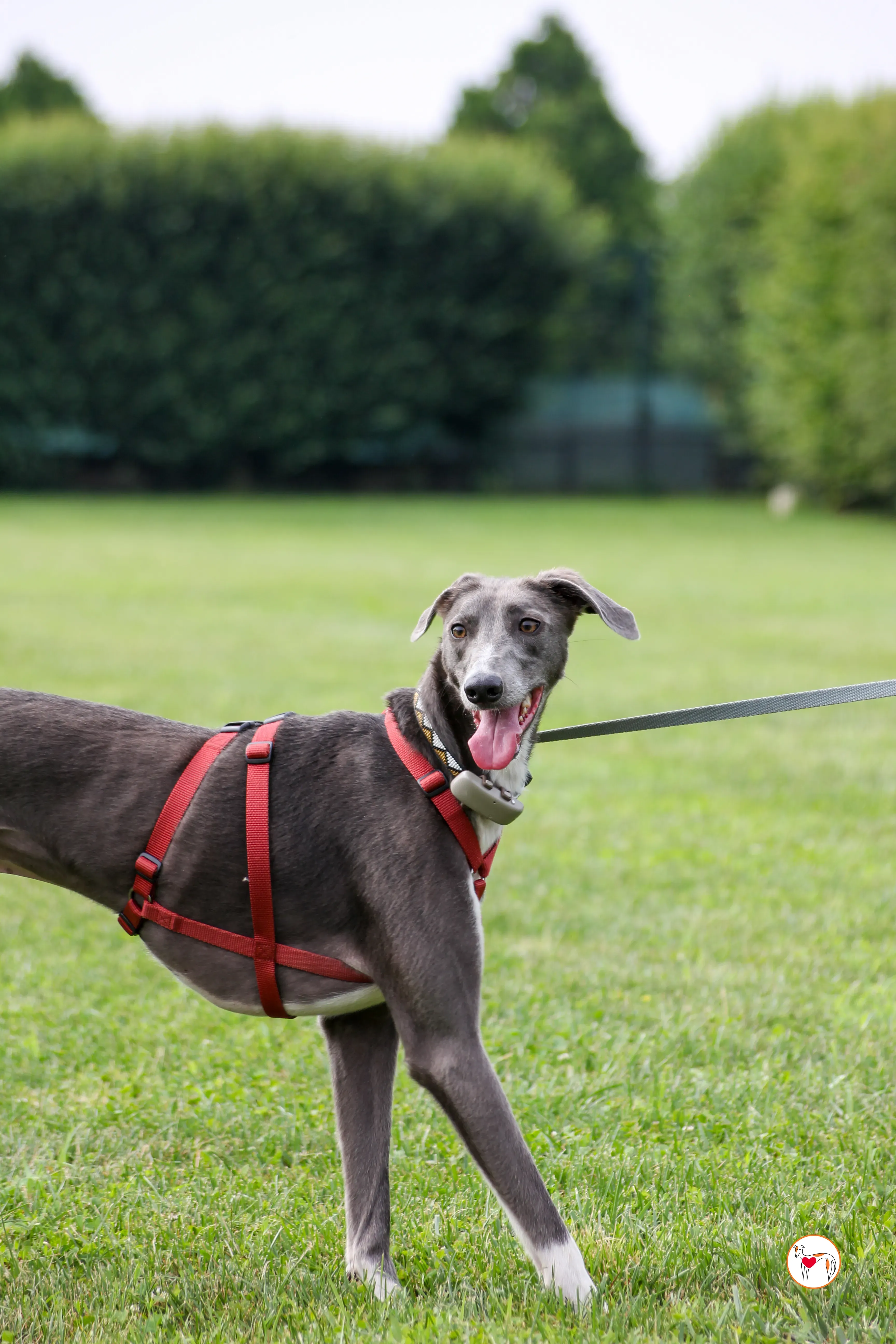 ramson grey foster 16