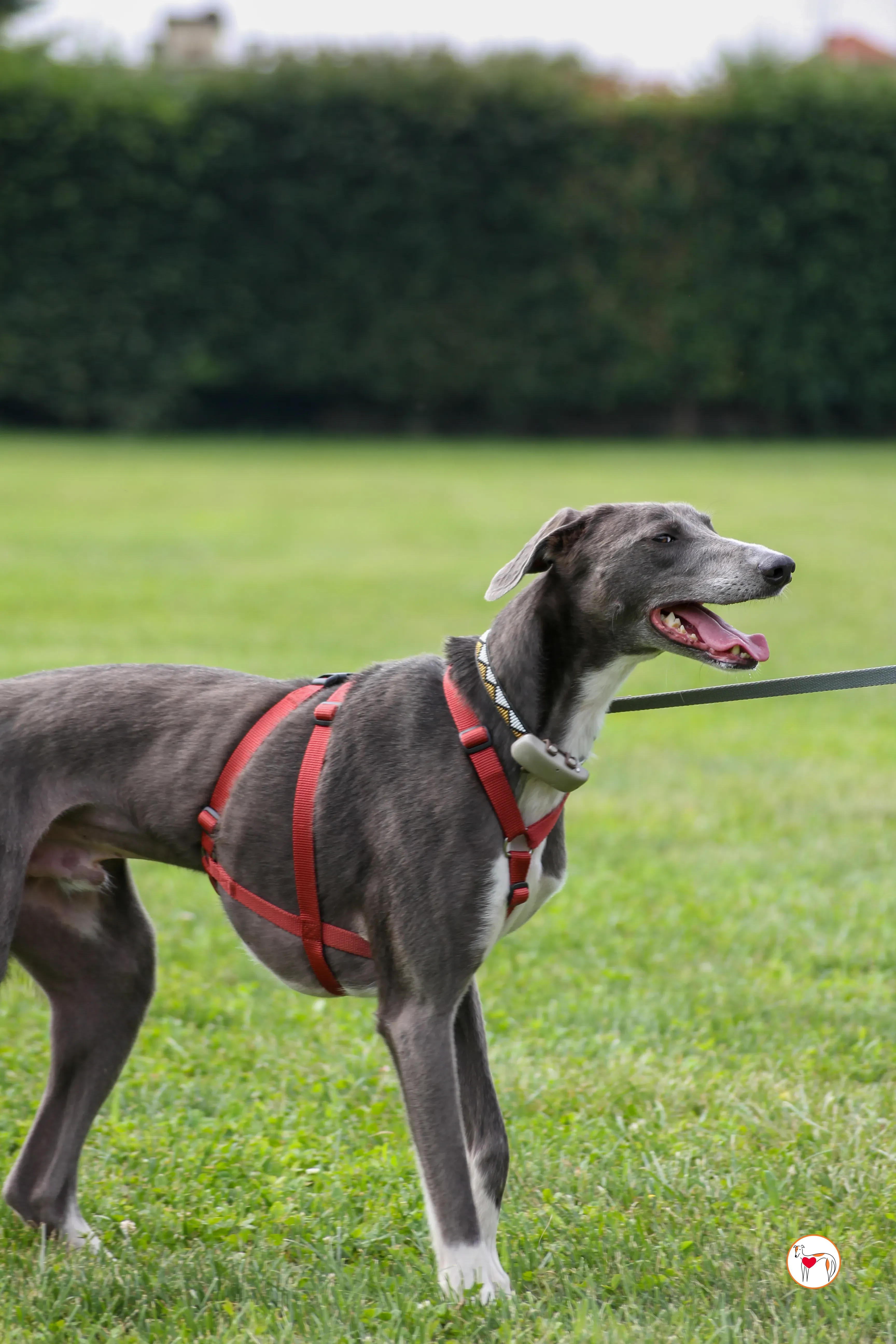 ramson grey foster 17