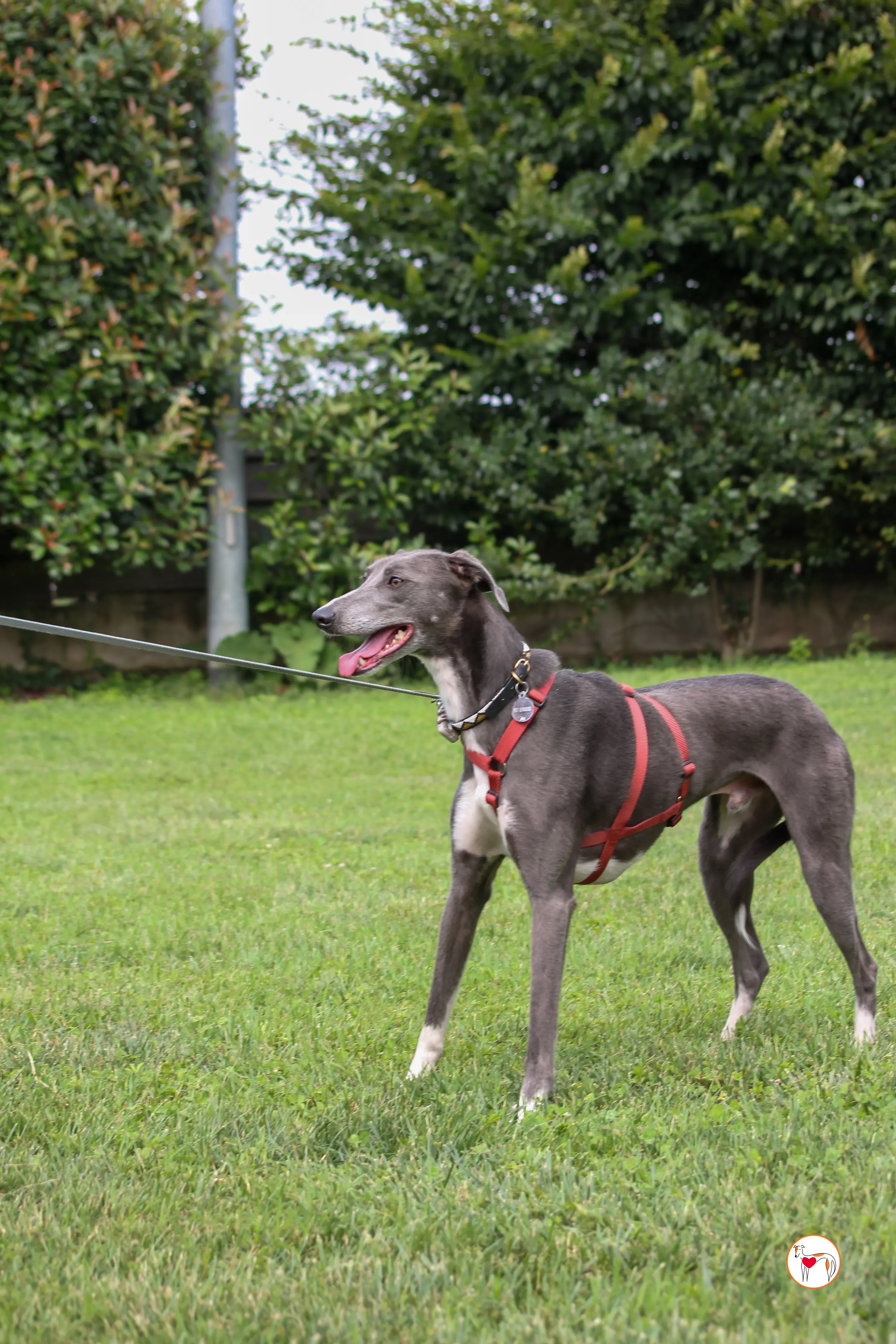 ramson grey foster 18