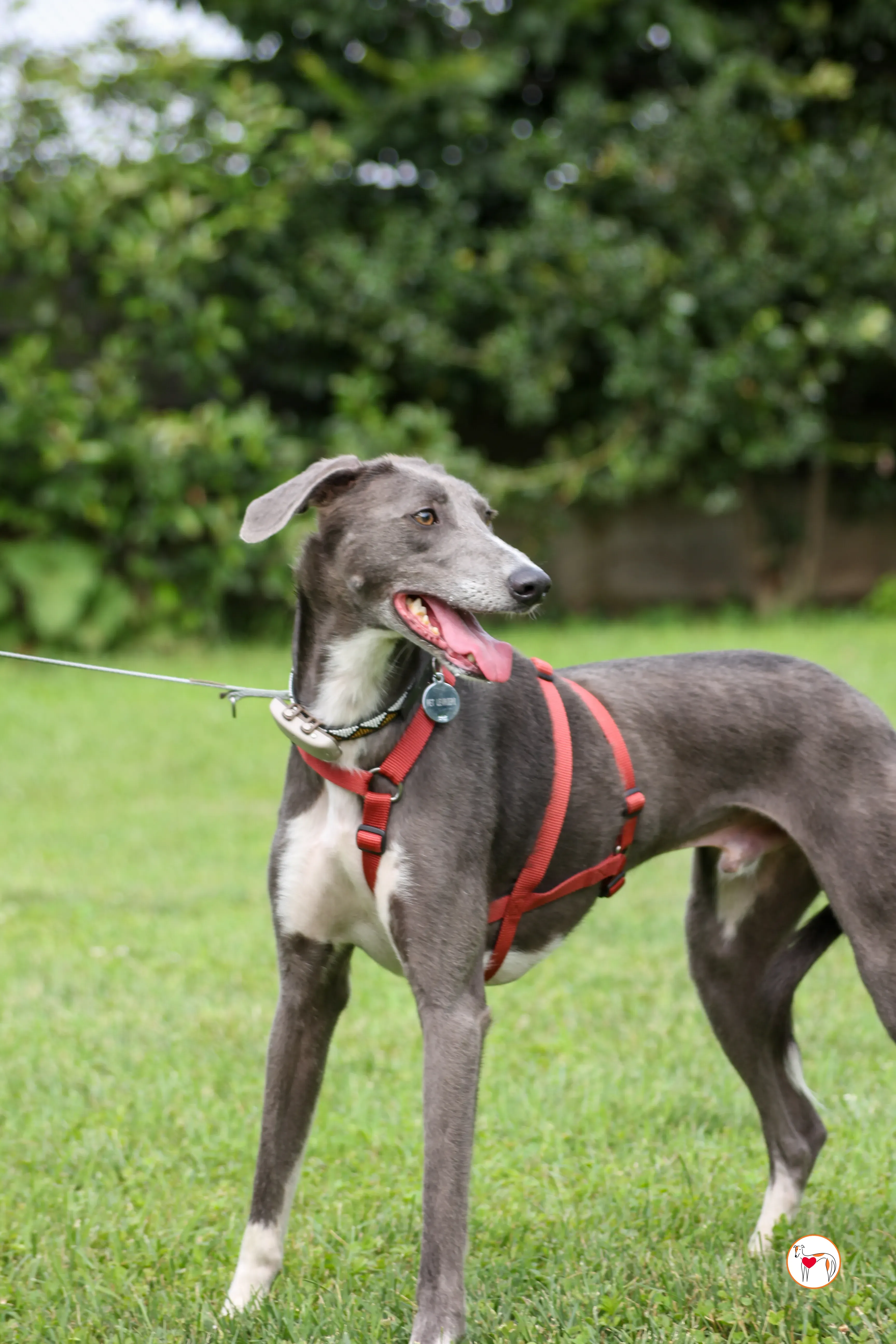 ramson grey foster 19