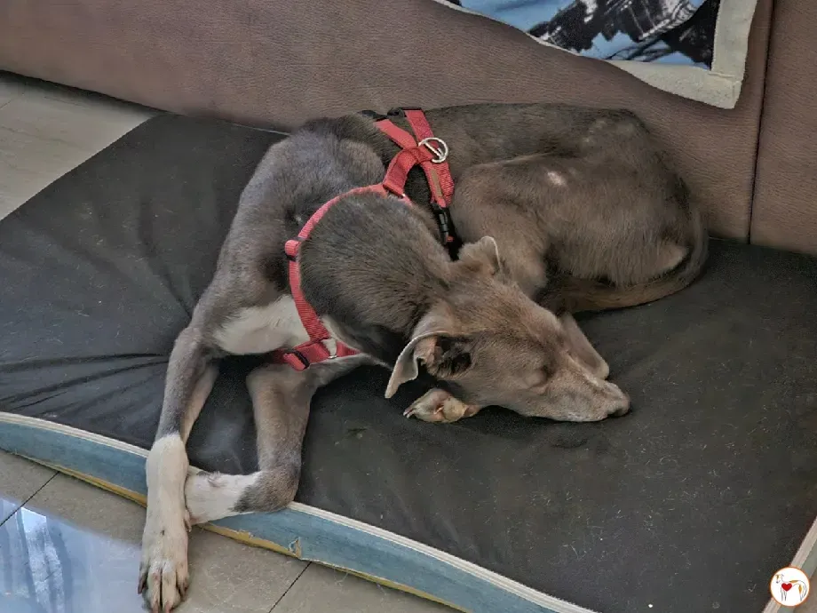 ramson grey foster 2