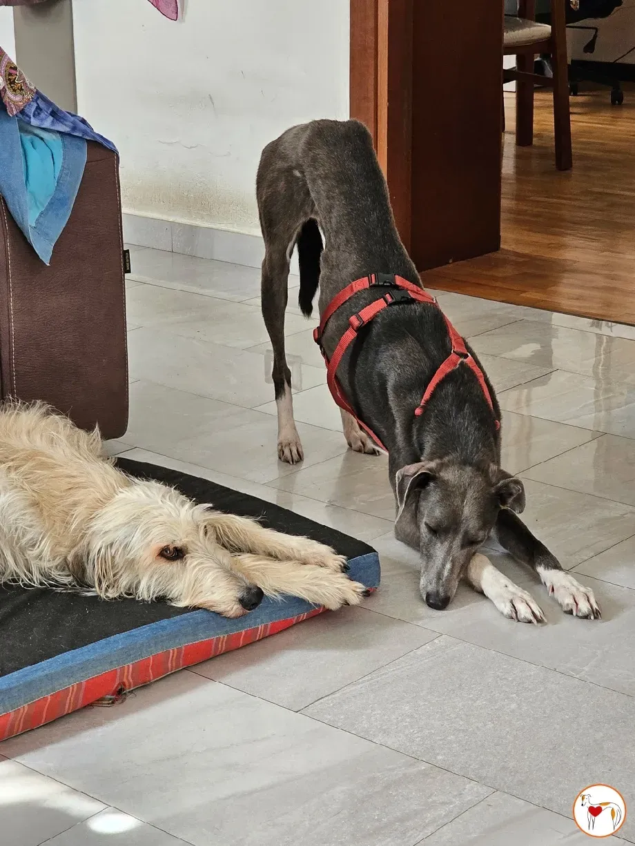 ramson grey foster 3