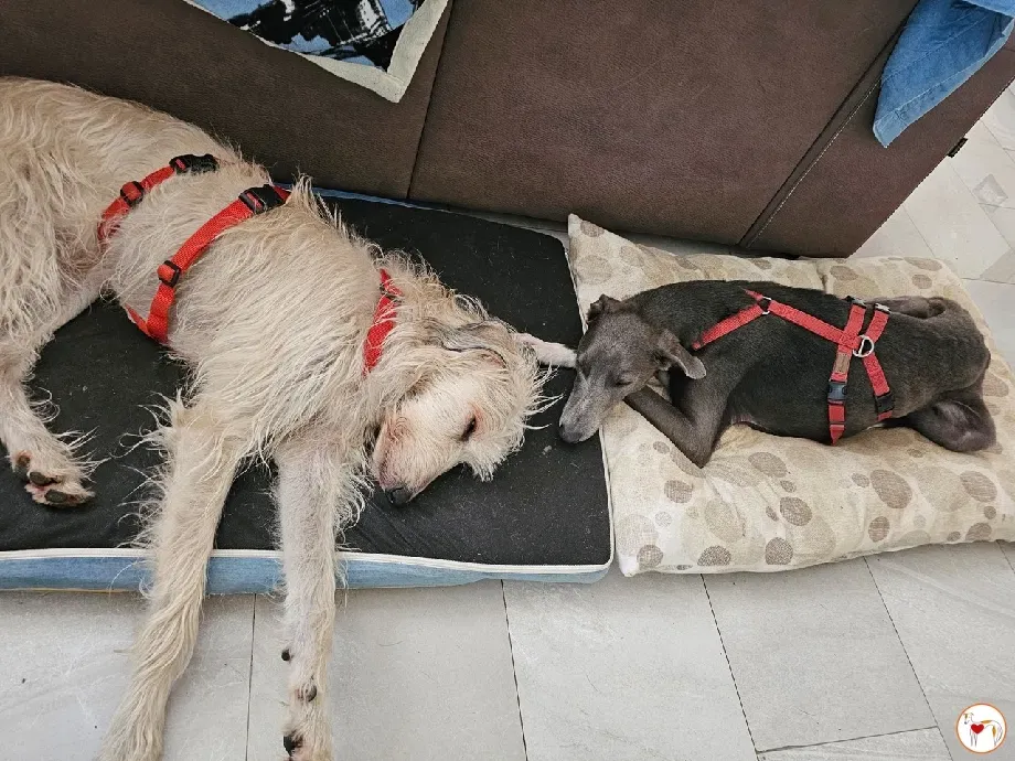 ramson grey foster 4