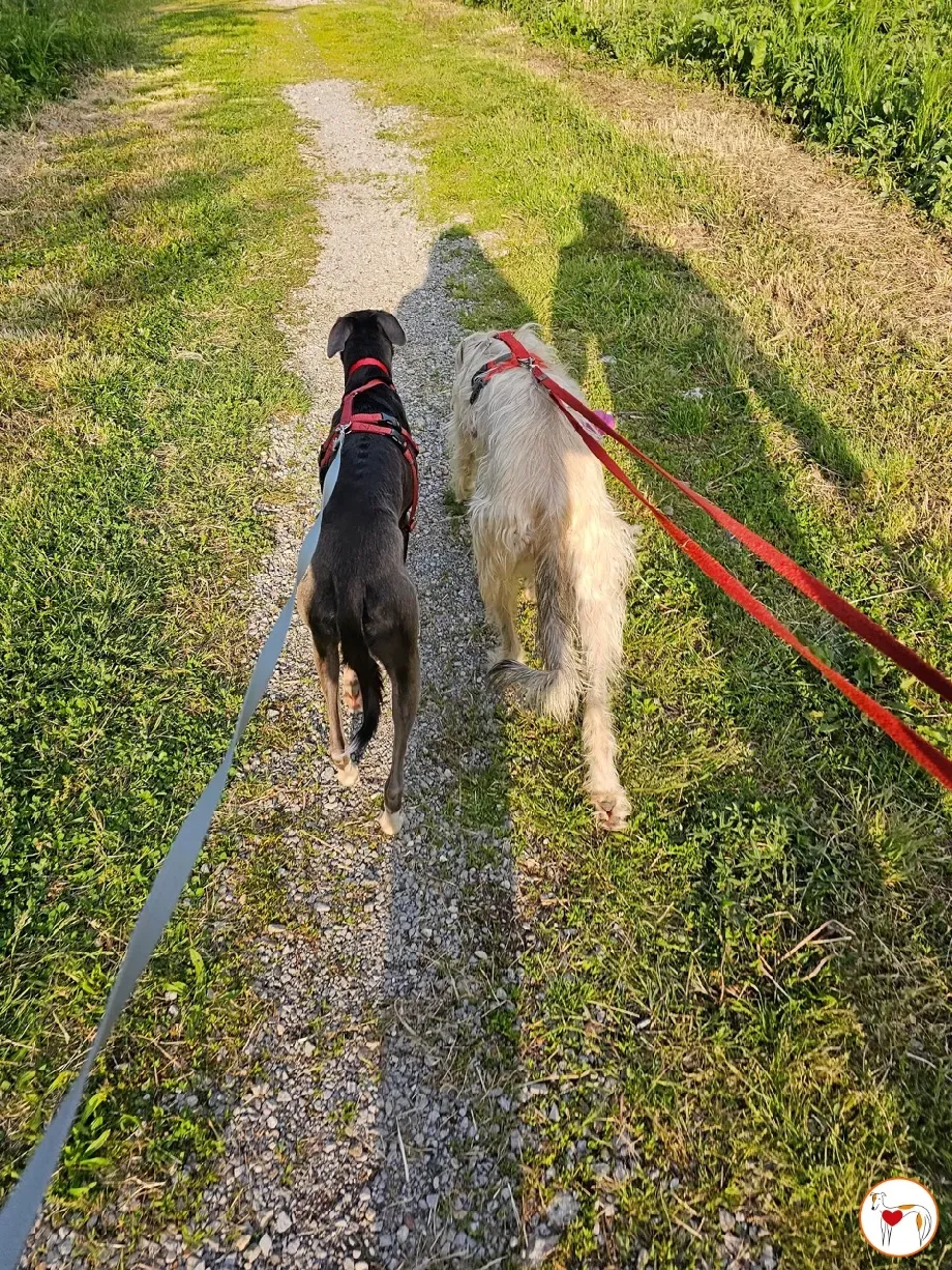 ramson grey foster 5