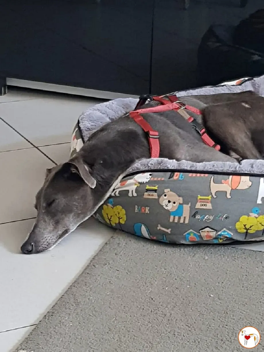 ramson grey foster 7