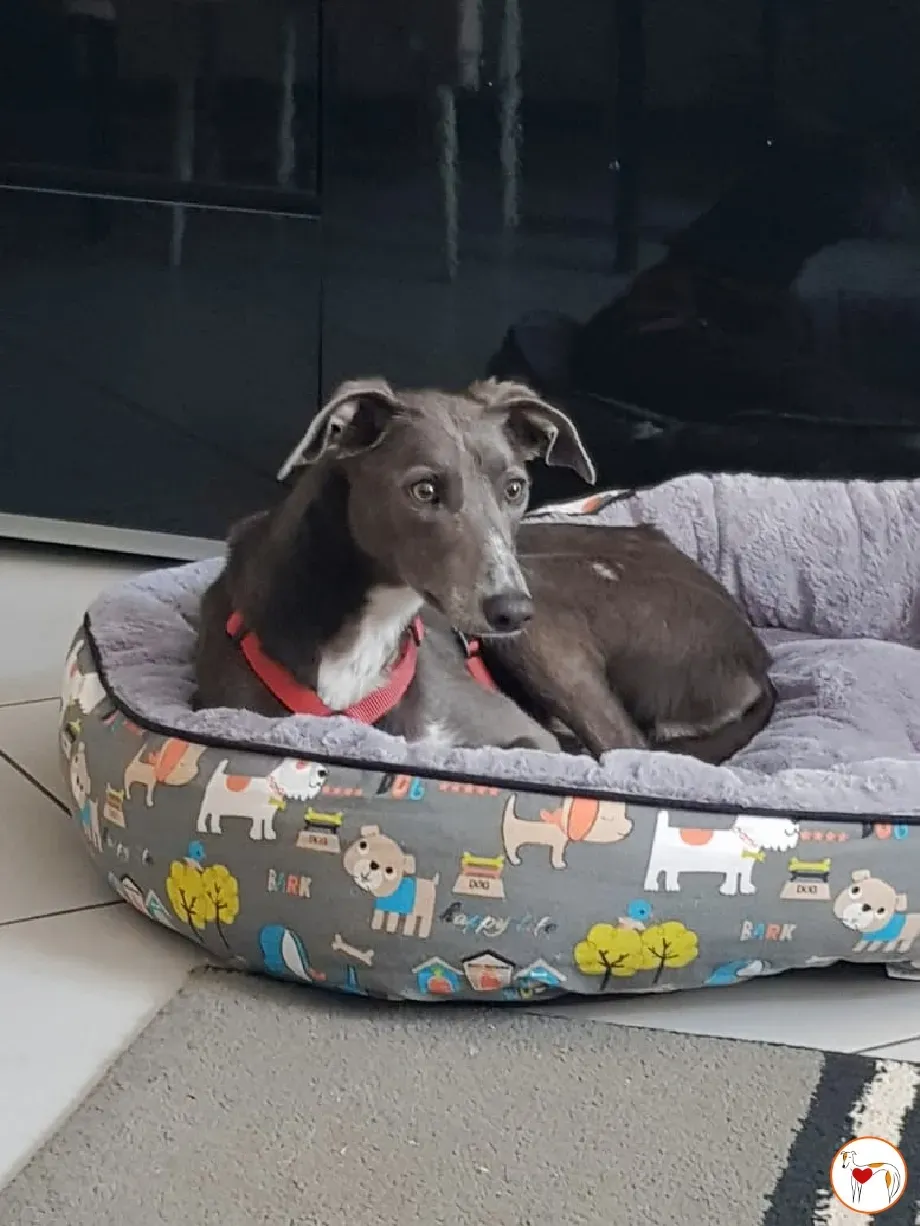 ramson grey foster 8