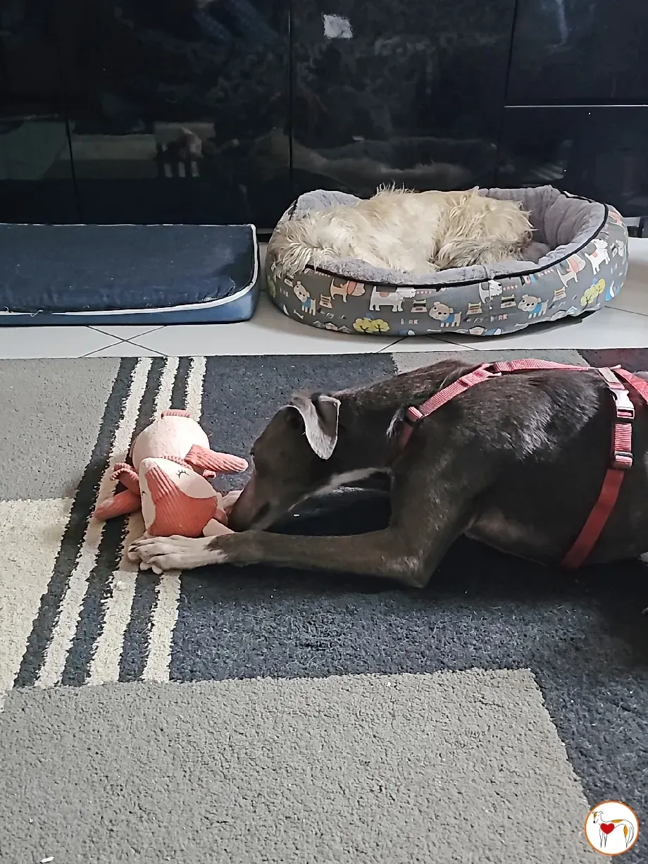 ramson grey foster 9