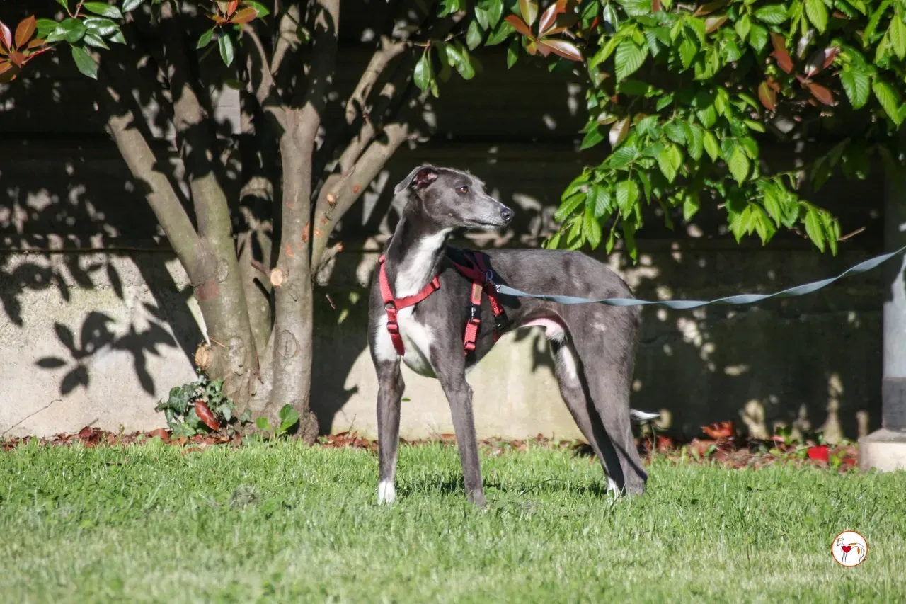 ramson arrivogrey20aprile2024 090 large