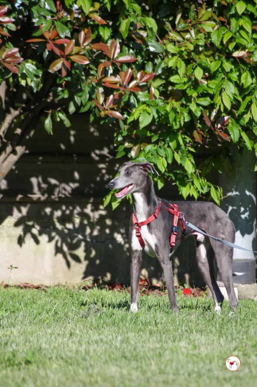 ramson arrivogrey20aprile2024 091 large