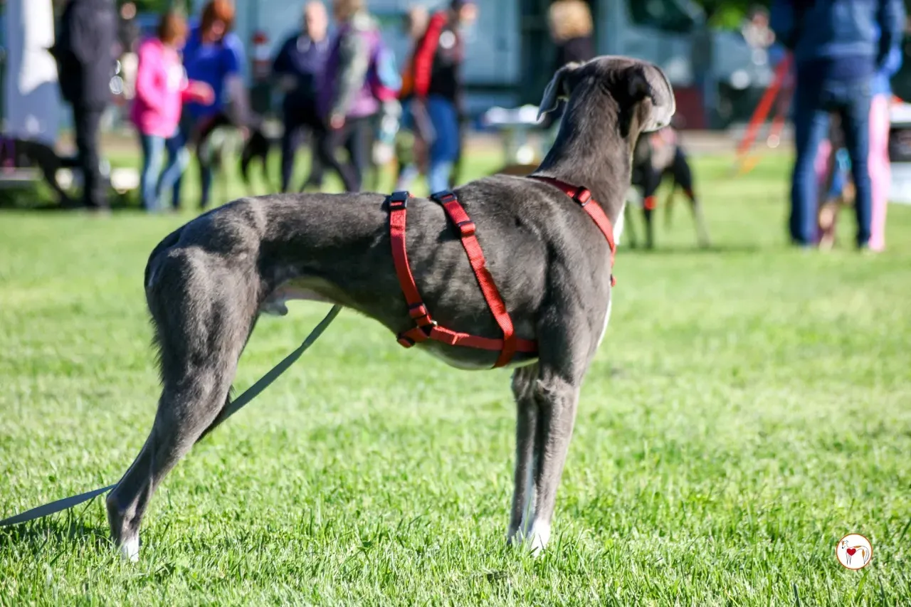 ramson arrivogrey20aprile2024 097 large