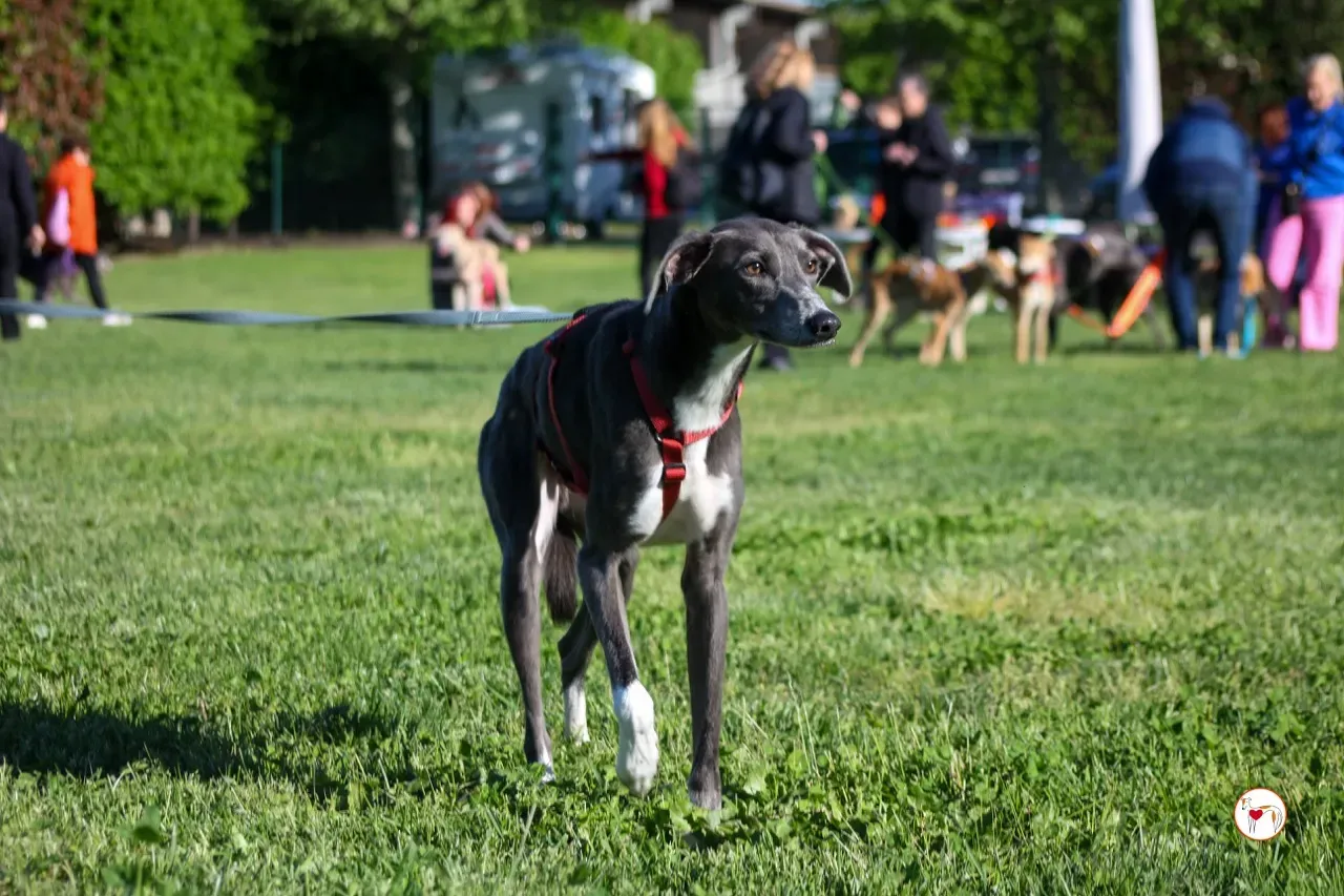 ramson arrivogrey20aprile2024 098 large