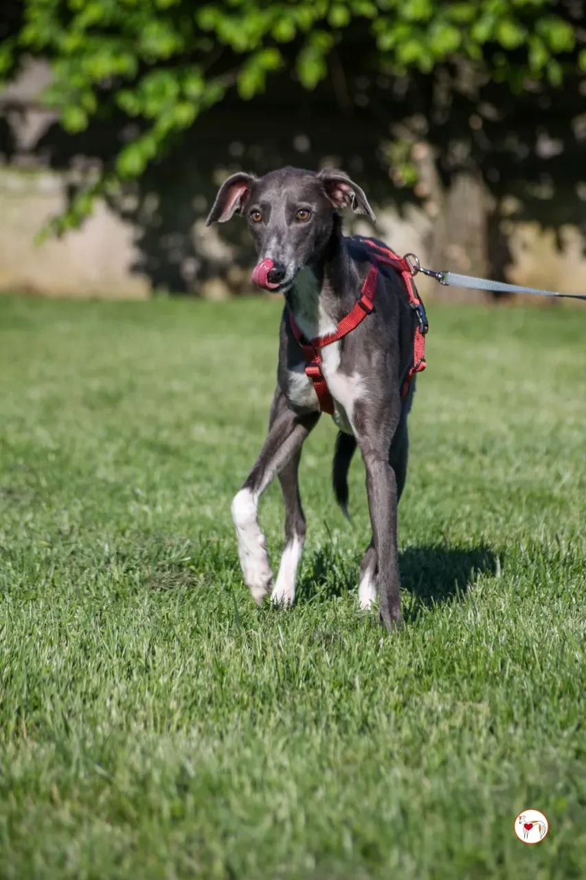 ramson arrivogrey20aprile2024 099 large