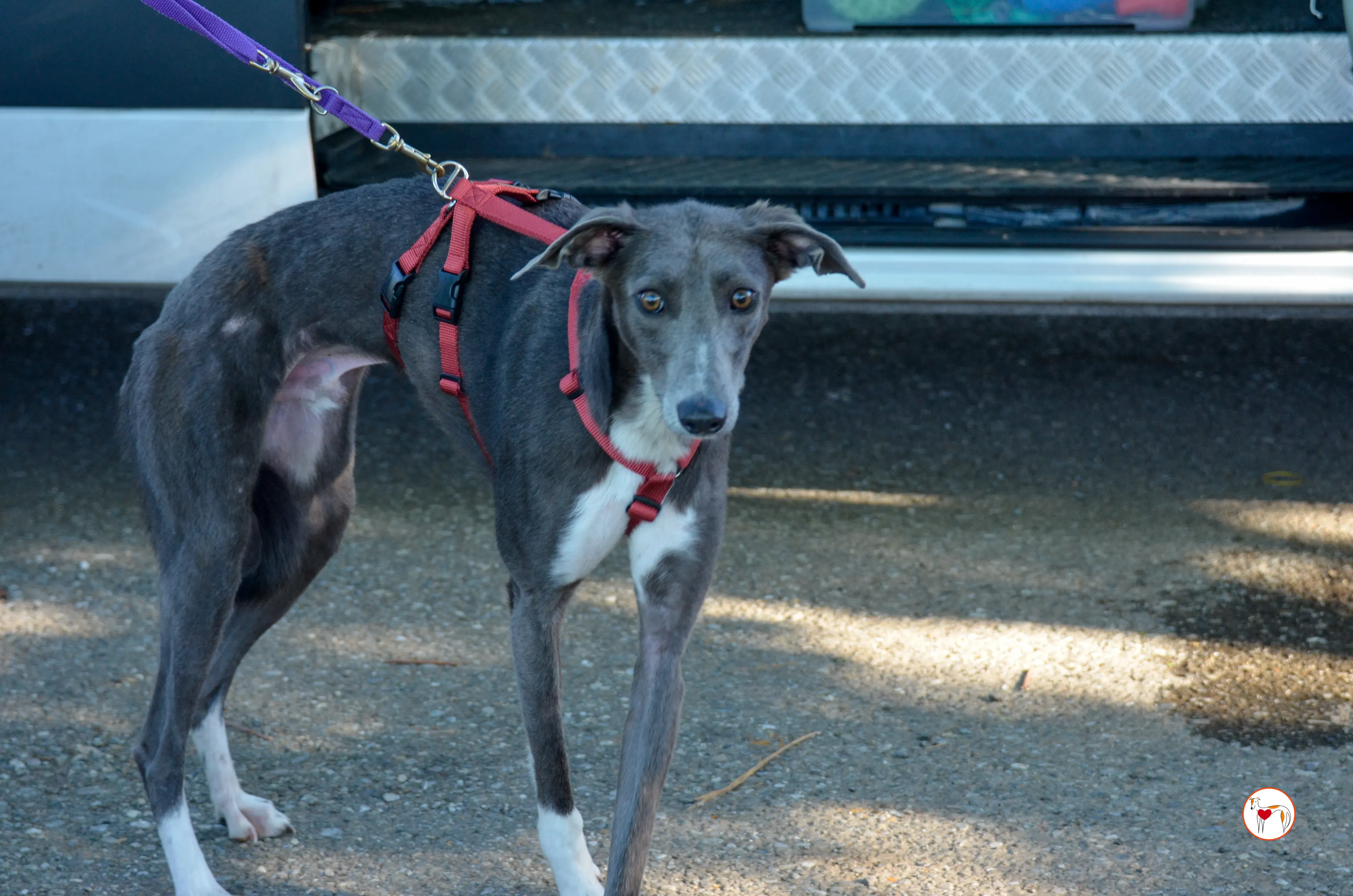 ramson arrivogrey20aprile2024 354