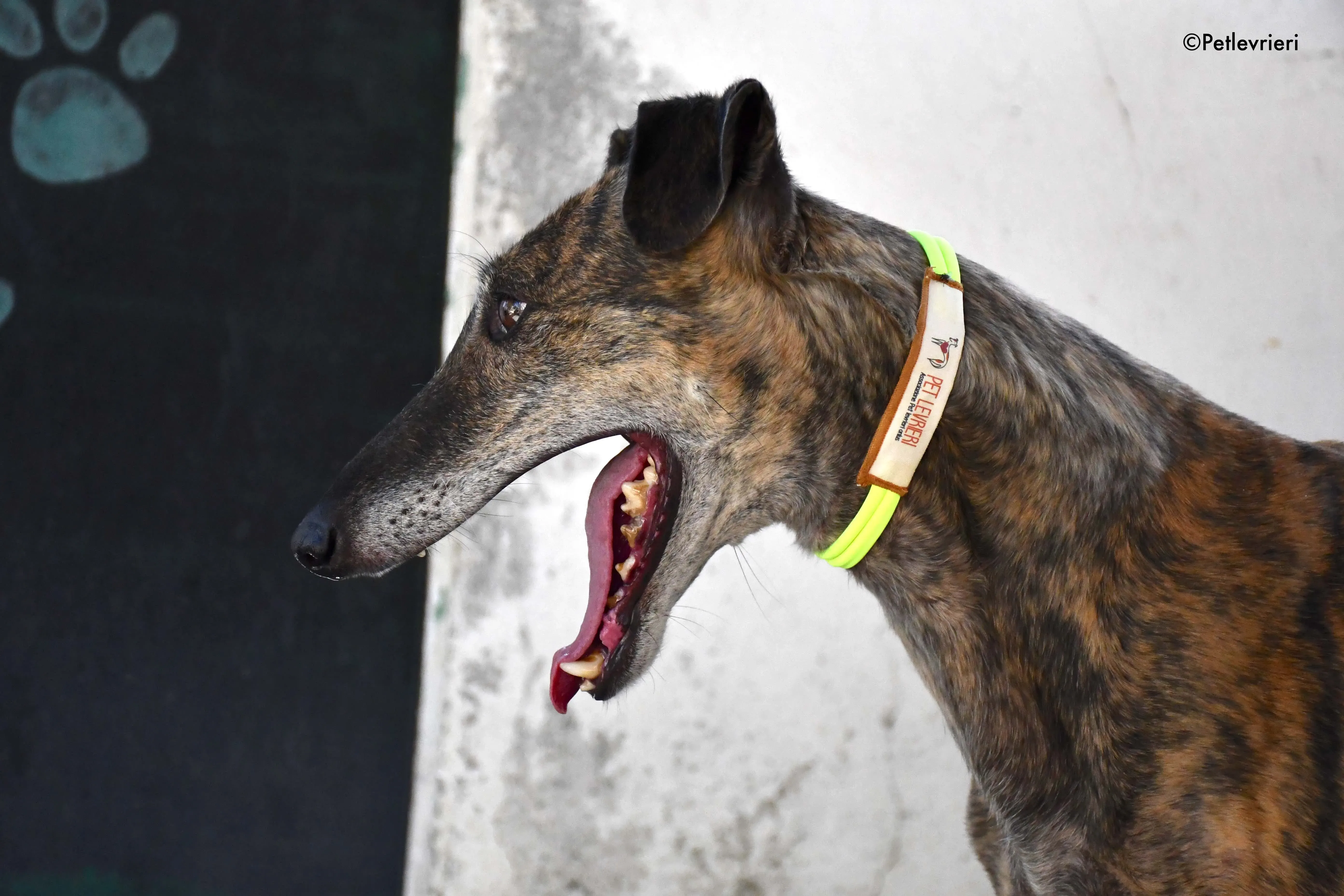 rapida adozione levrieri galgo 1