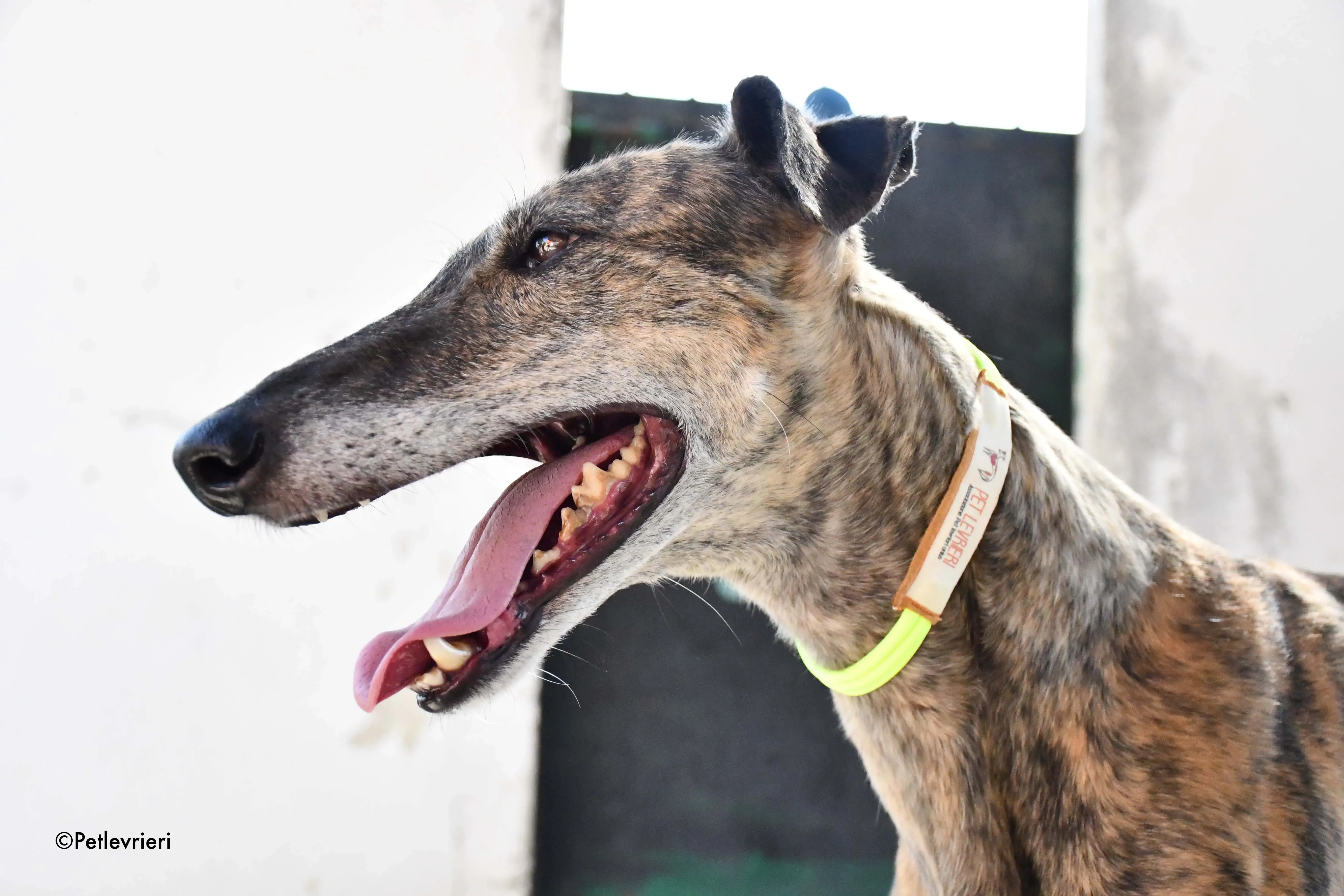 rapida adozione levrieri galgo 10