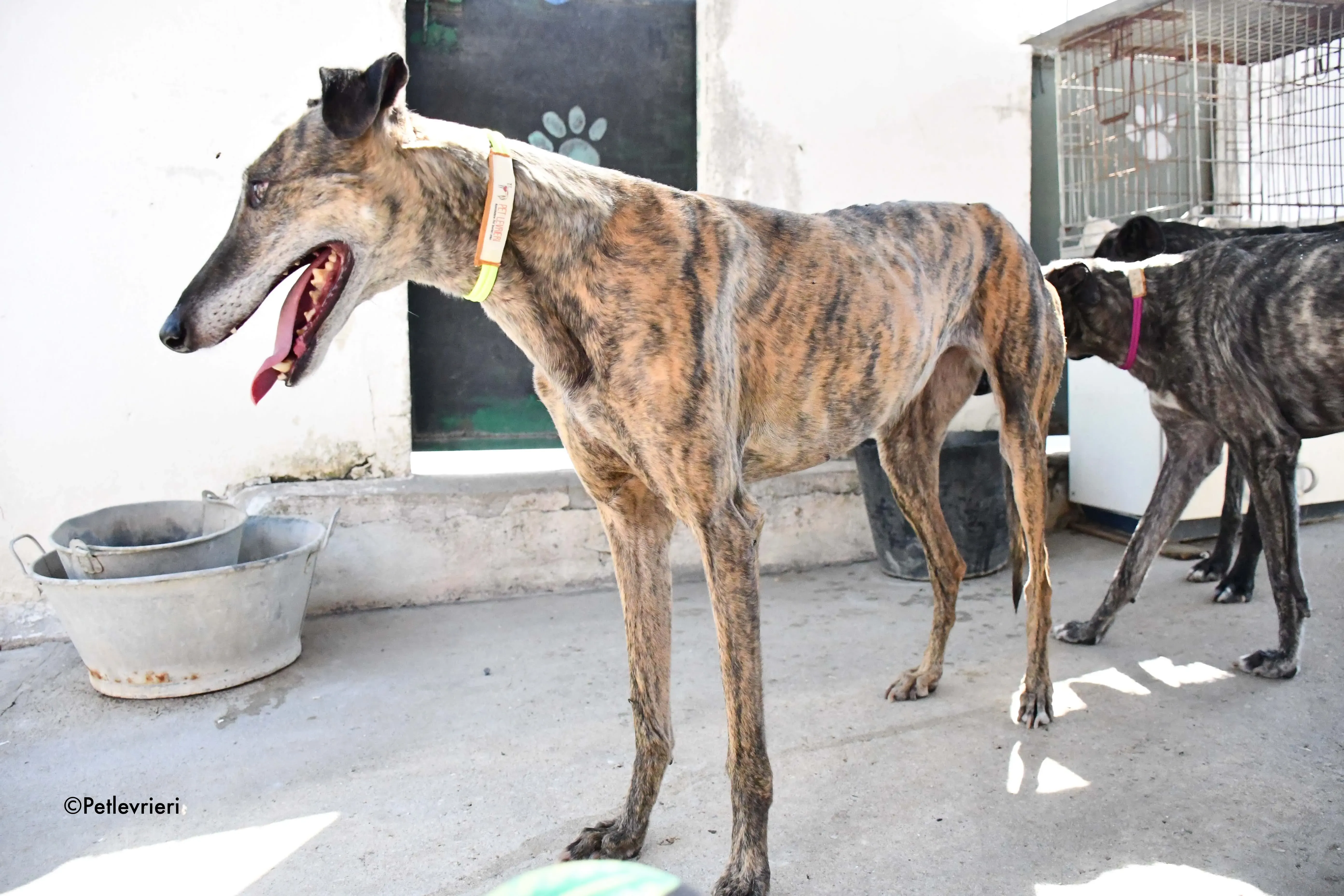 rapida adozione levrieri galgo 11