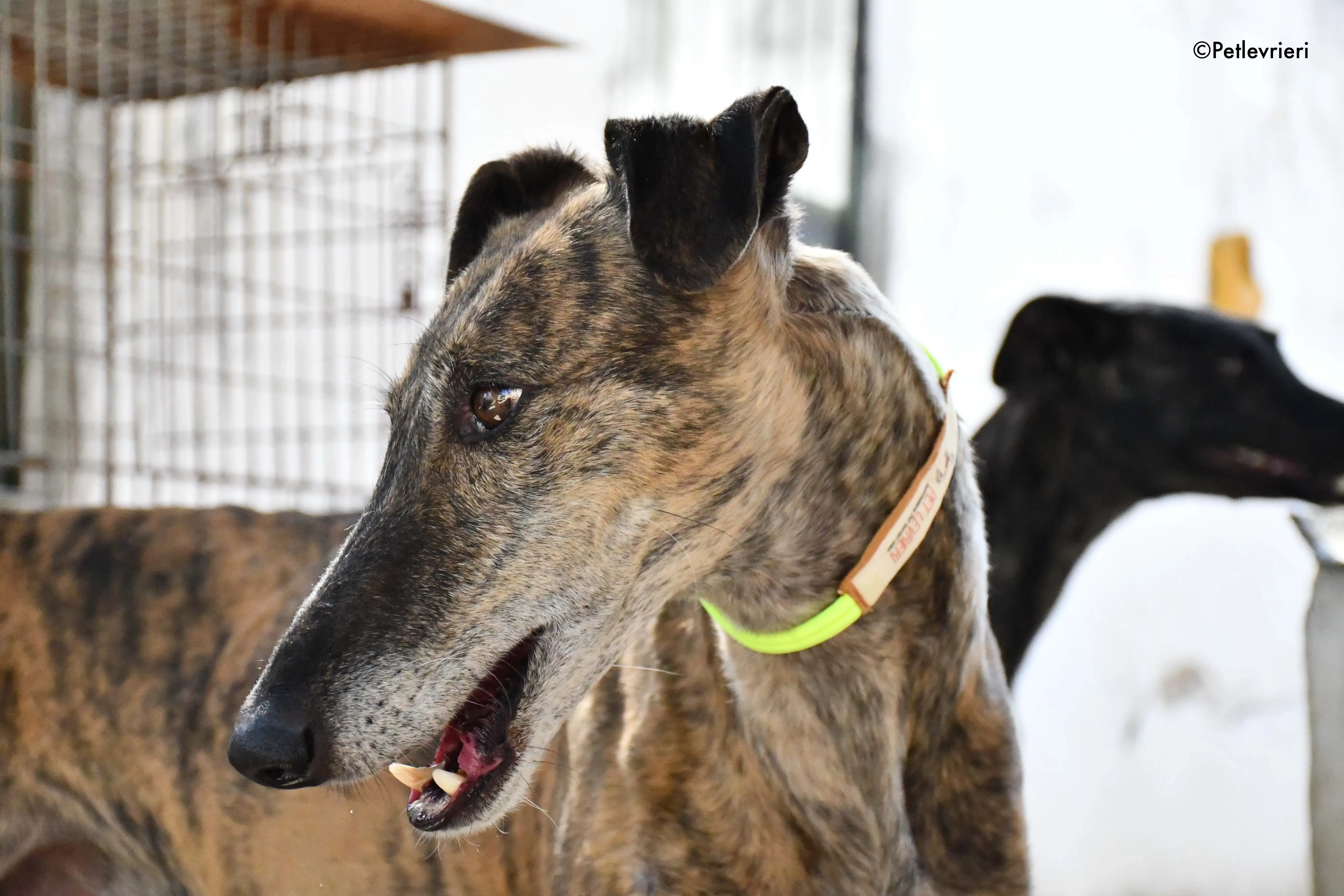 rapida adozione levrieri galgo 12