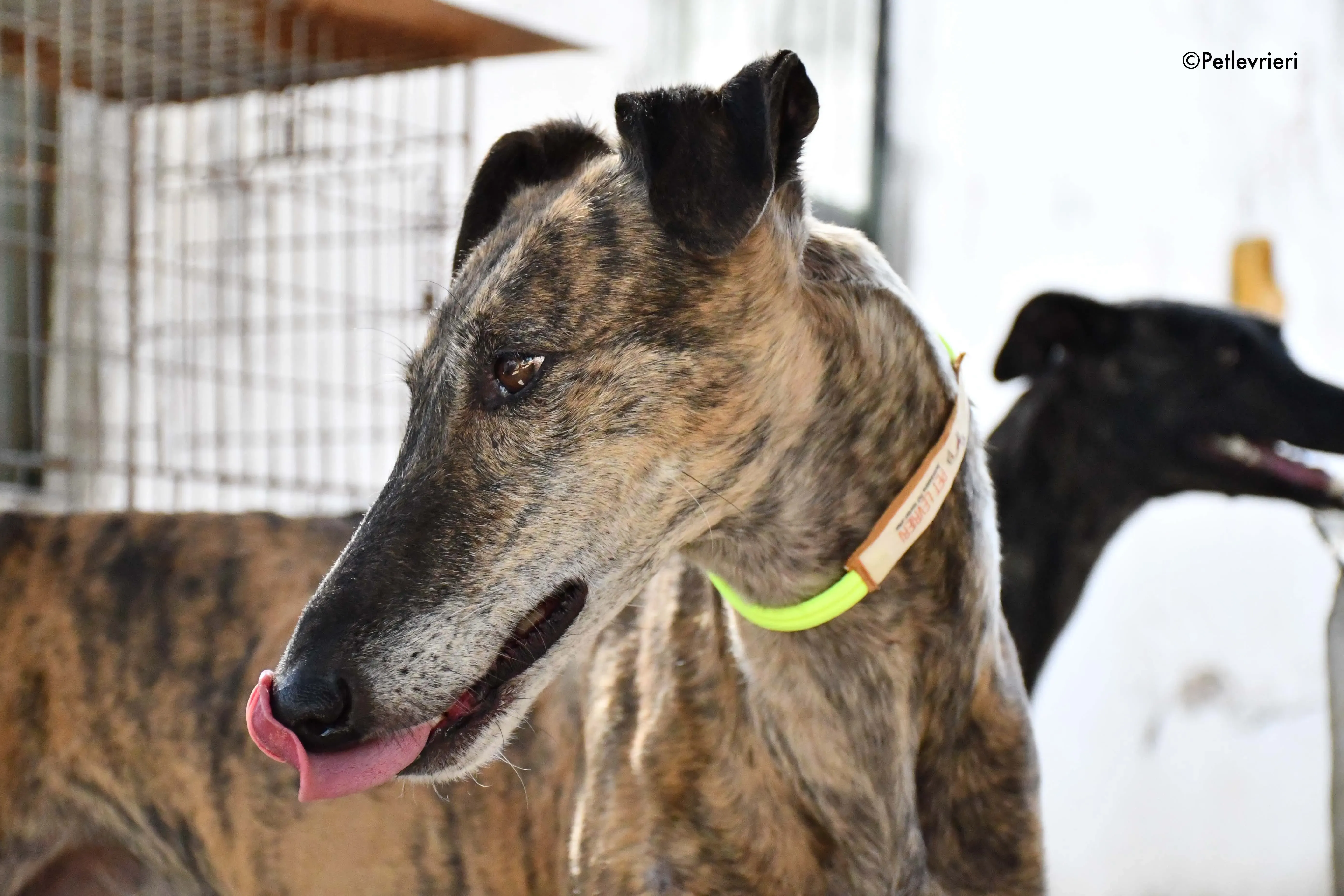 rapida adozione levrieri galgo 13