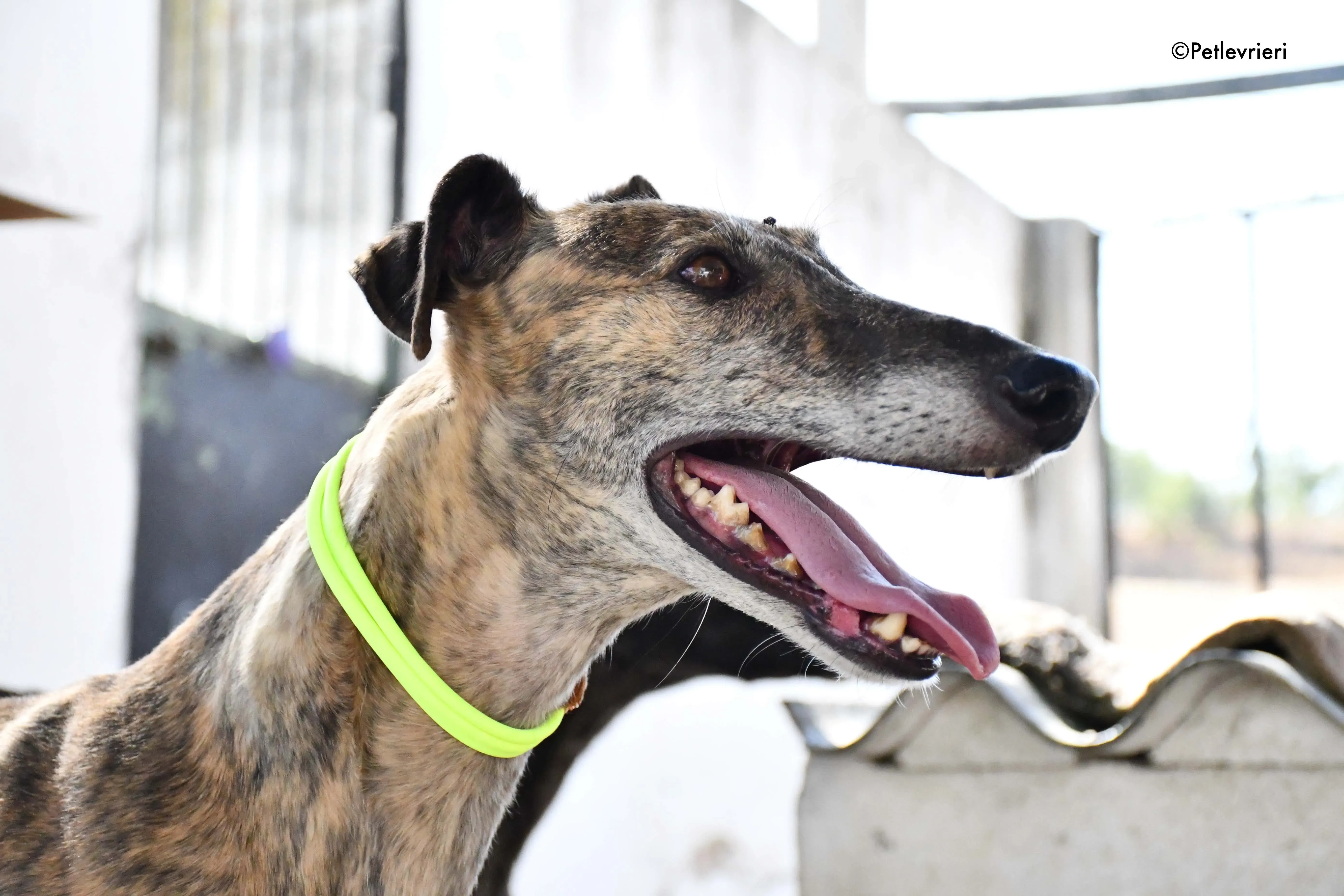 rapida adozione levrieri galgo 14