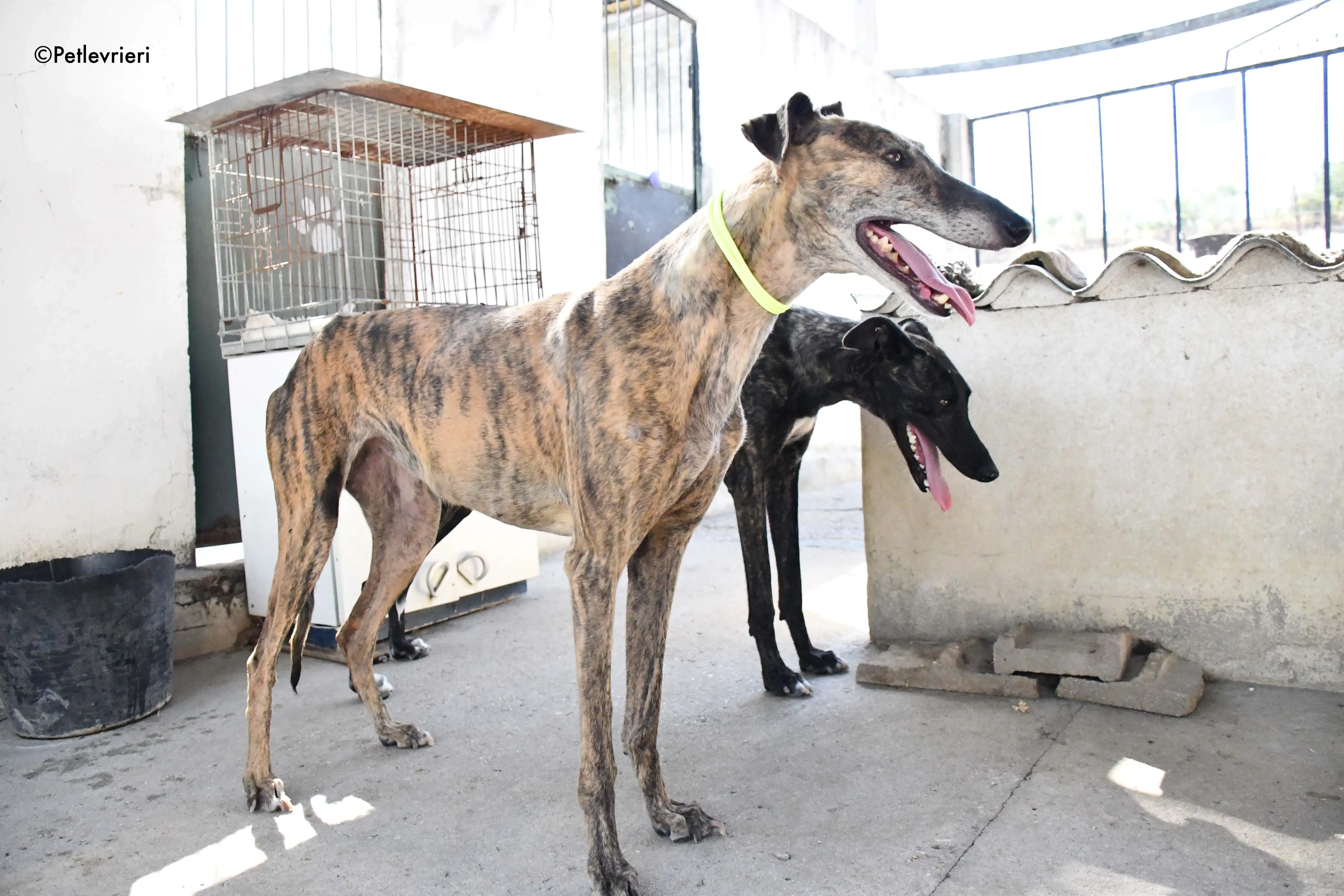 rapida adozione levrieri galgo 15