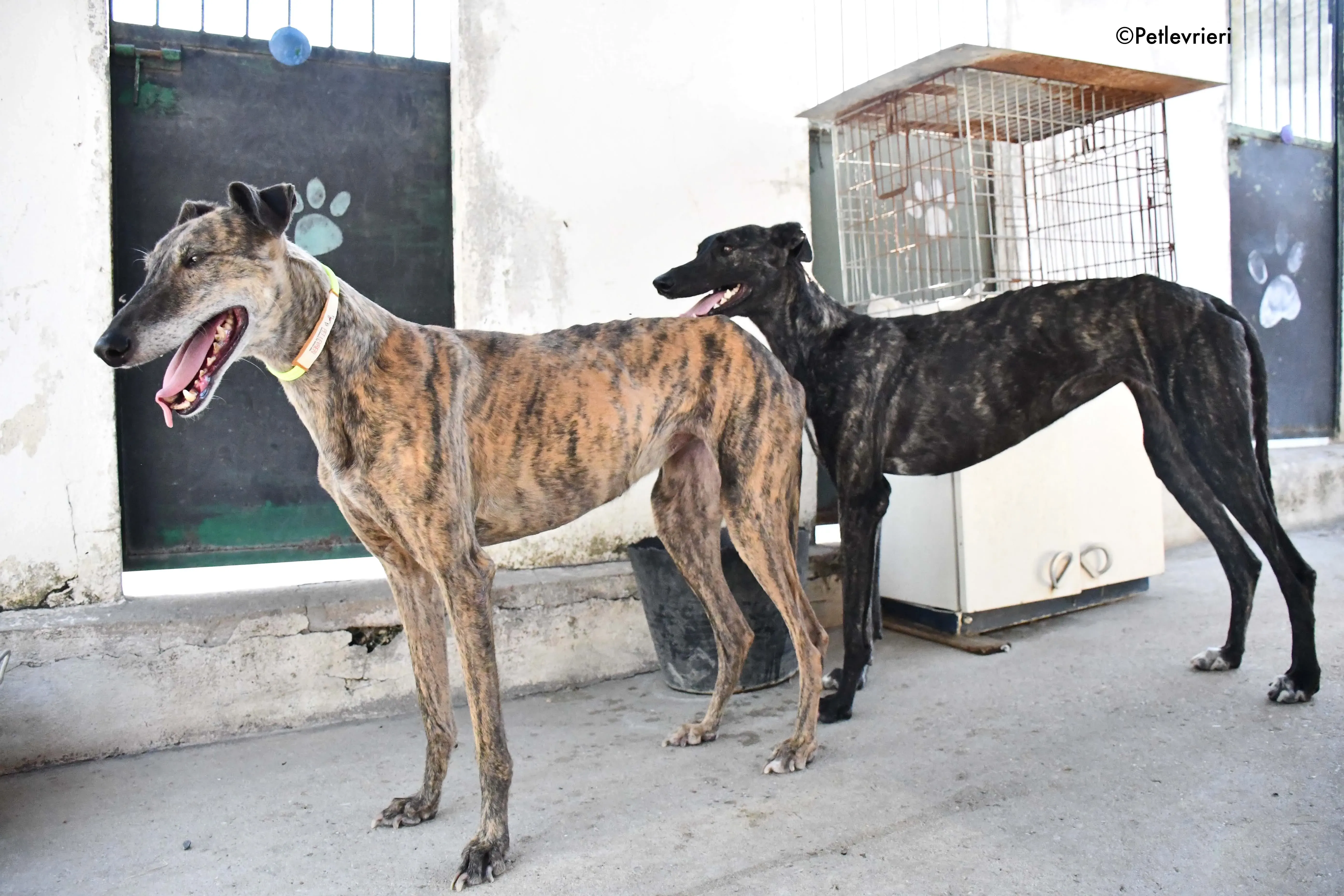 rapida adozione levrieri galgo 16