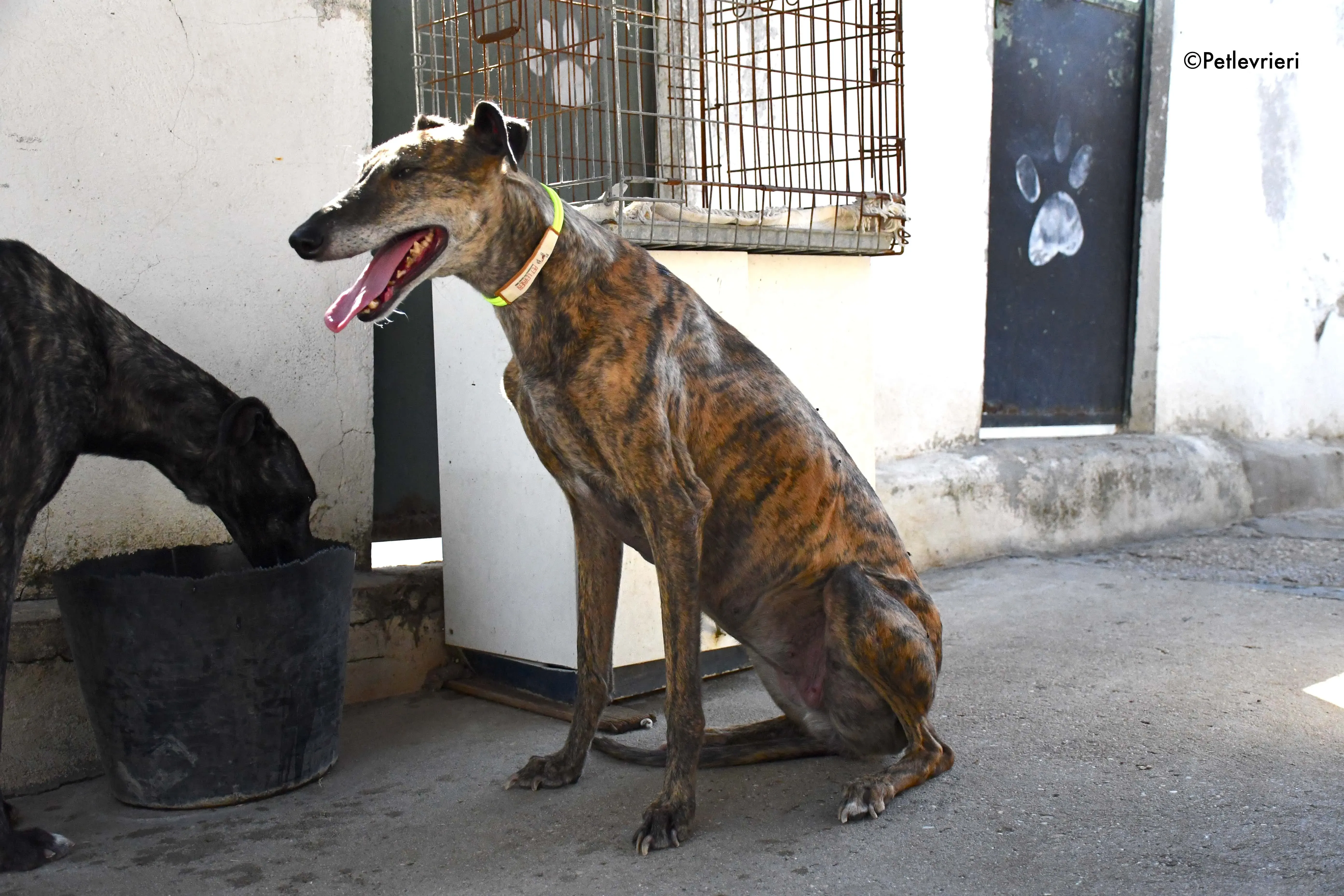 rapida adozione levrieri galgo 17