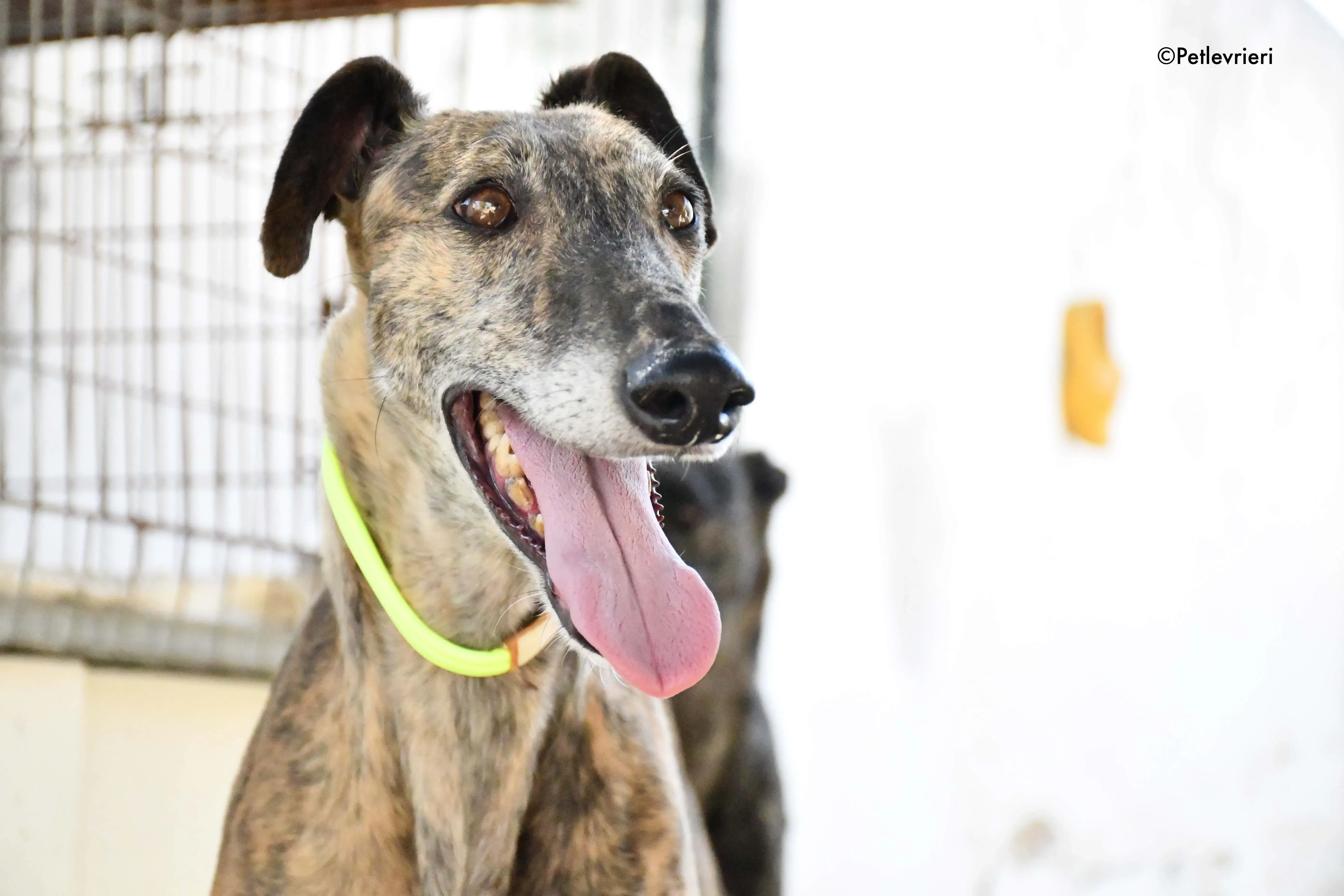 rapida adozione levrieri galgo 18