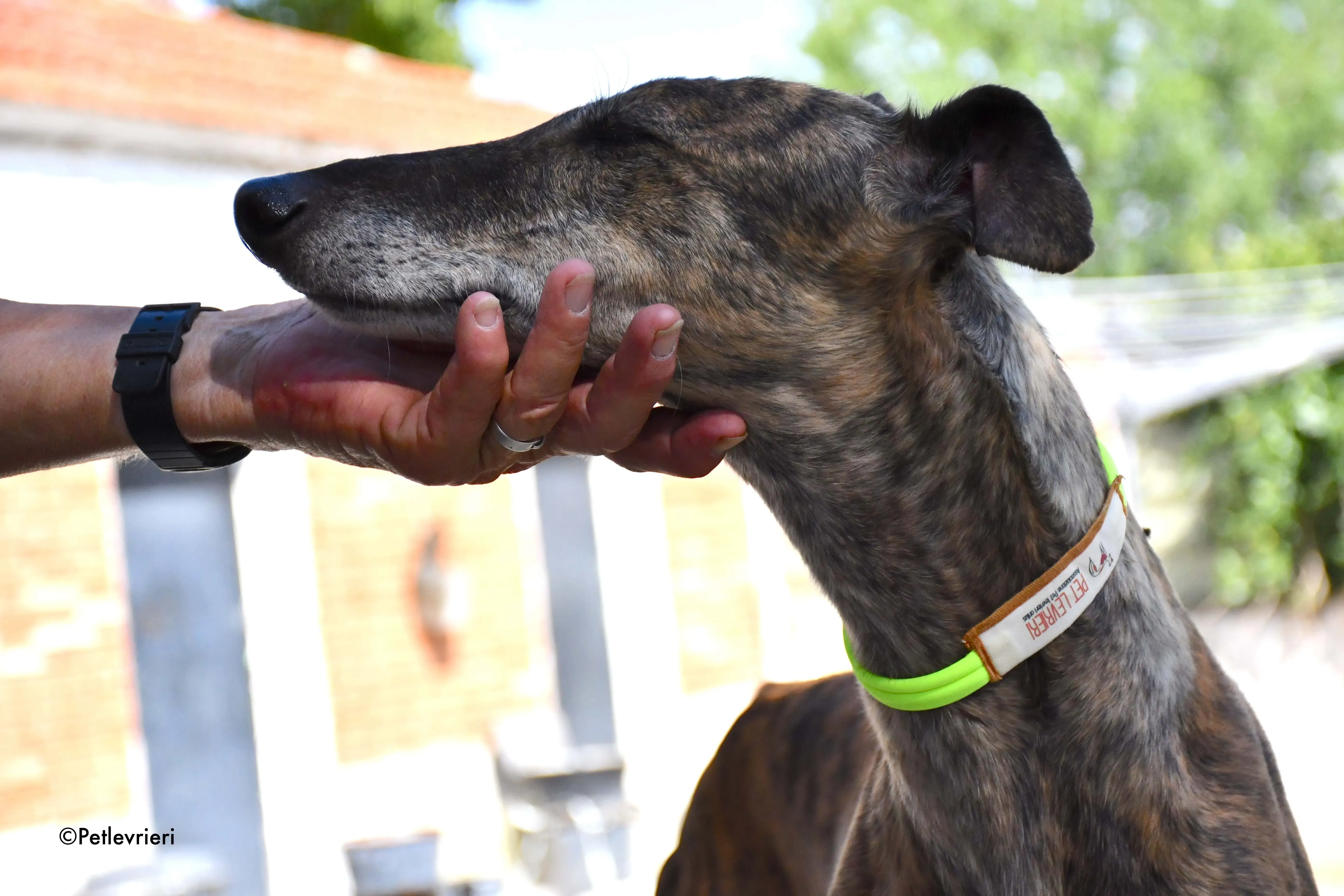 rapida adozione levrieri galgo 19