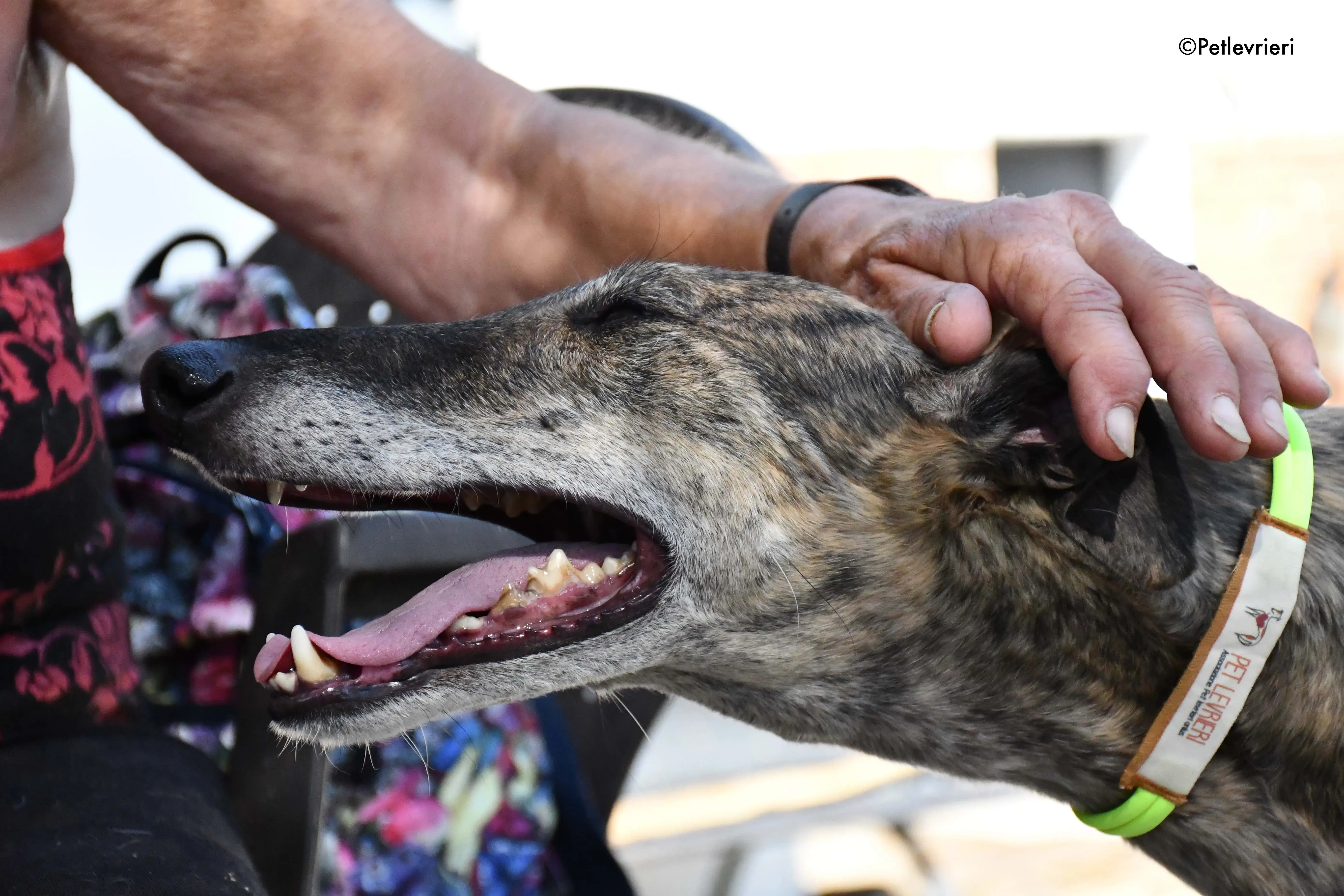 rapida adozione levrieri galgo 20