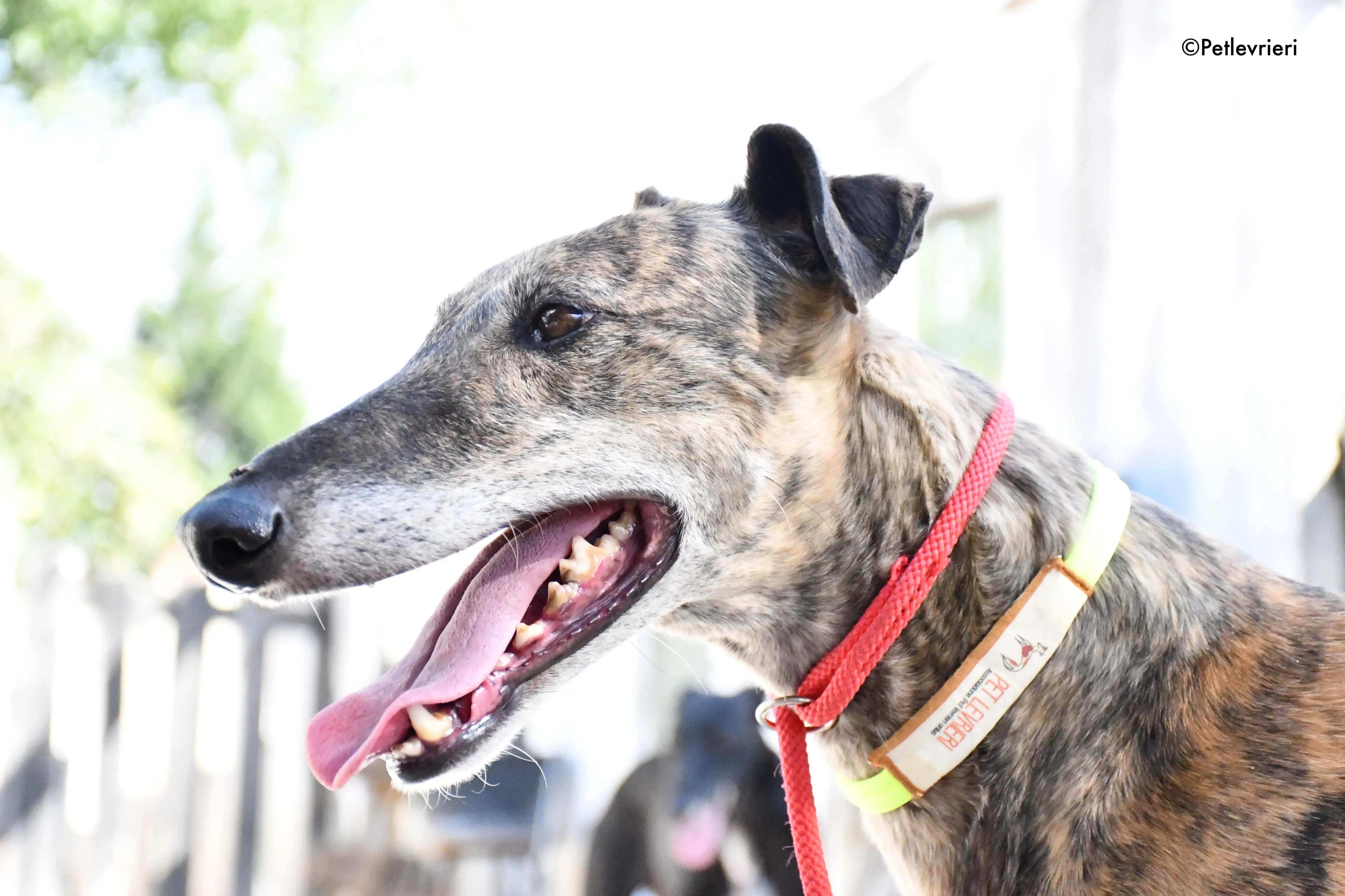 rapida adozione levrieri galgo 21